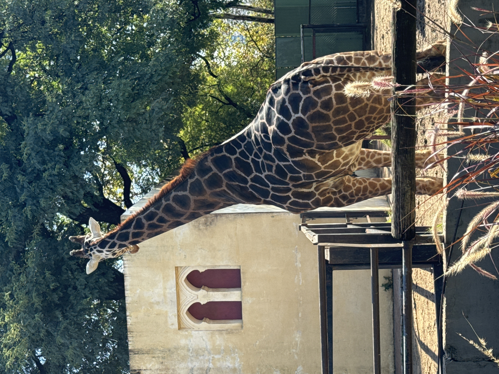 The image captures a giraffe in what appears to be a zoo or animal park. The giraffe's head and long neck extend downward and to the left, while its body is situated more toward the right of the frame. The giraffe is near a building with a unique window design. Behind the giraffe and building, there are trees. Part of a structure that looks like a cage or enclosure is visible near the right of the image. The picture was taken vertically. The location is the Buenos Aires Zoo in Buenos Aires, Argentina.