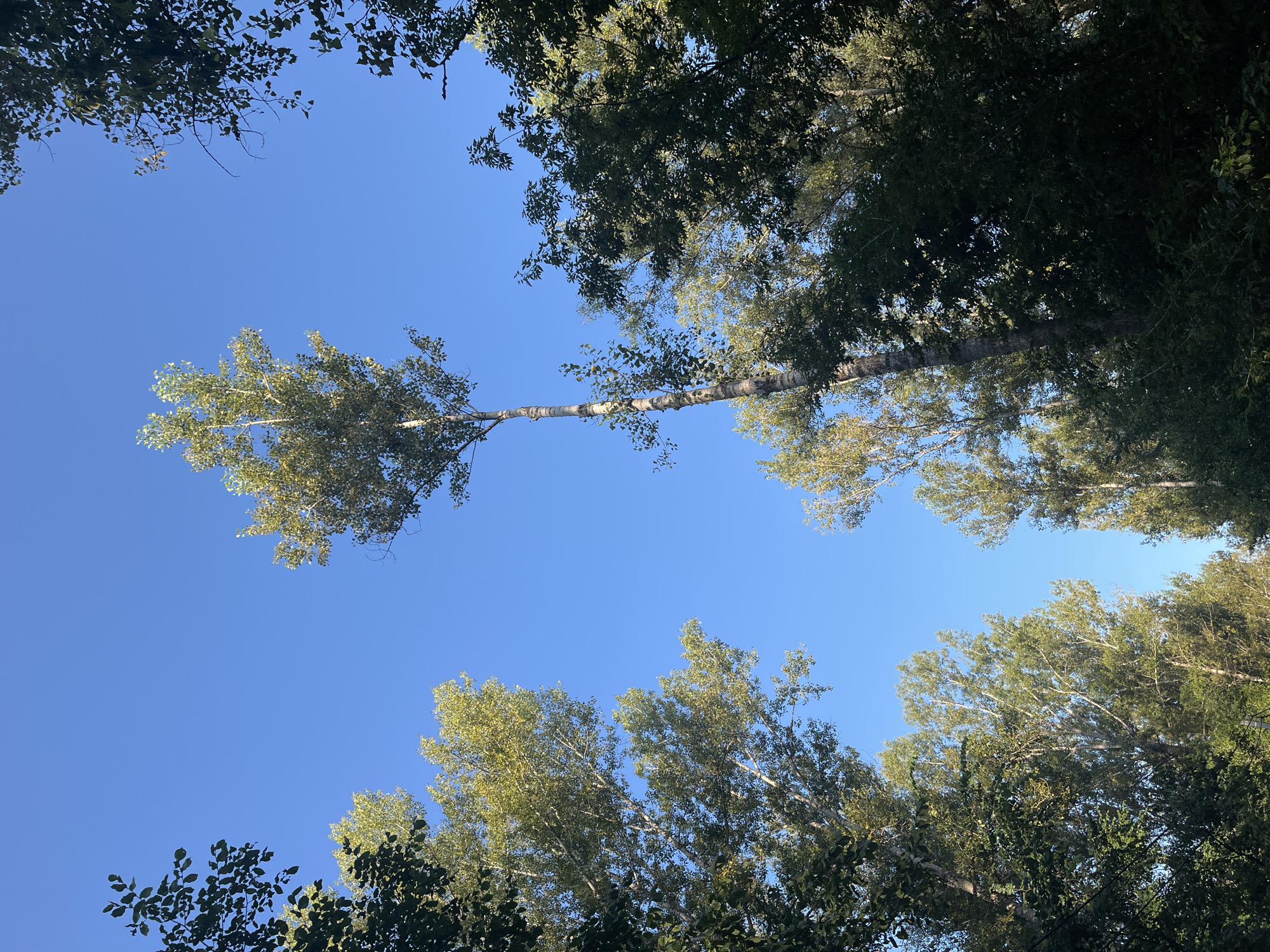 The image shows a low-angle view of tall trees against a clear blue sky. The trees are a mix of deciduous species, with some displaying yellowing leaves, suggesting an autumn season. The foliage is dense in some areas and sparser in others, with sunlight filtering through the branches. The scene appears to be a natural or park-like setting. No people, structures, or urban elements are visible. The location is the city of Blagoveshchensk, Russia.