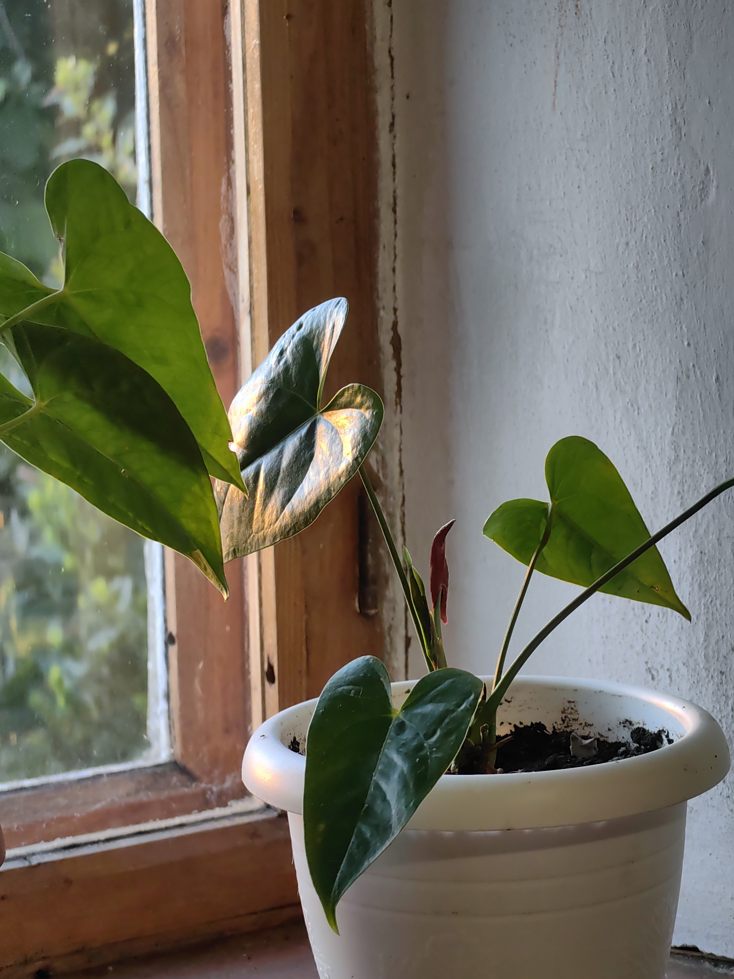 A plant, likely an anthurium, sits in a white plastic pot on a windowsill. The window frame is made of wood. Outside, greenery is visible through the window glass. The wall adjacent to the window is white and textured. The location is Зуйское сельское поселение, Ukraine.