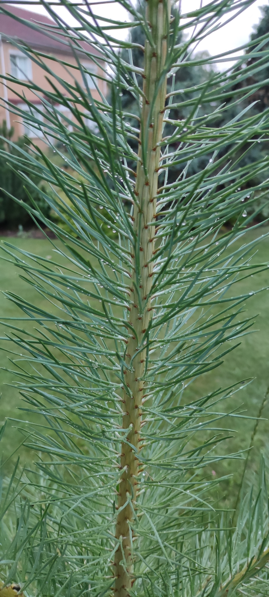 A close-up, eye-level shot shows the stem of a young pine tree, covered in dew drops. The stem is light brown and has small reddish-brown buds where needles are attached. The needles are long, thin, and green, fanning out from the stem. In the background, the blurry outlines of a building and a green lawn are visible. The image is taken outdoors in Rosinka, Russia.