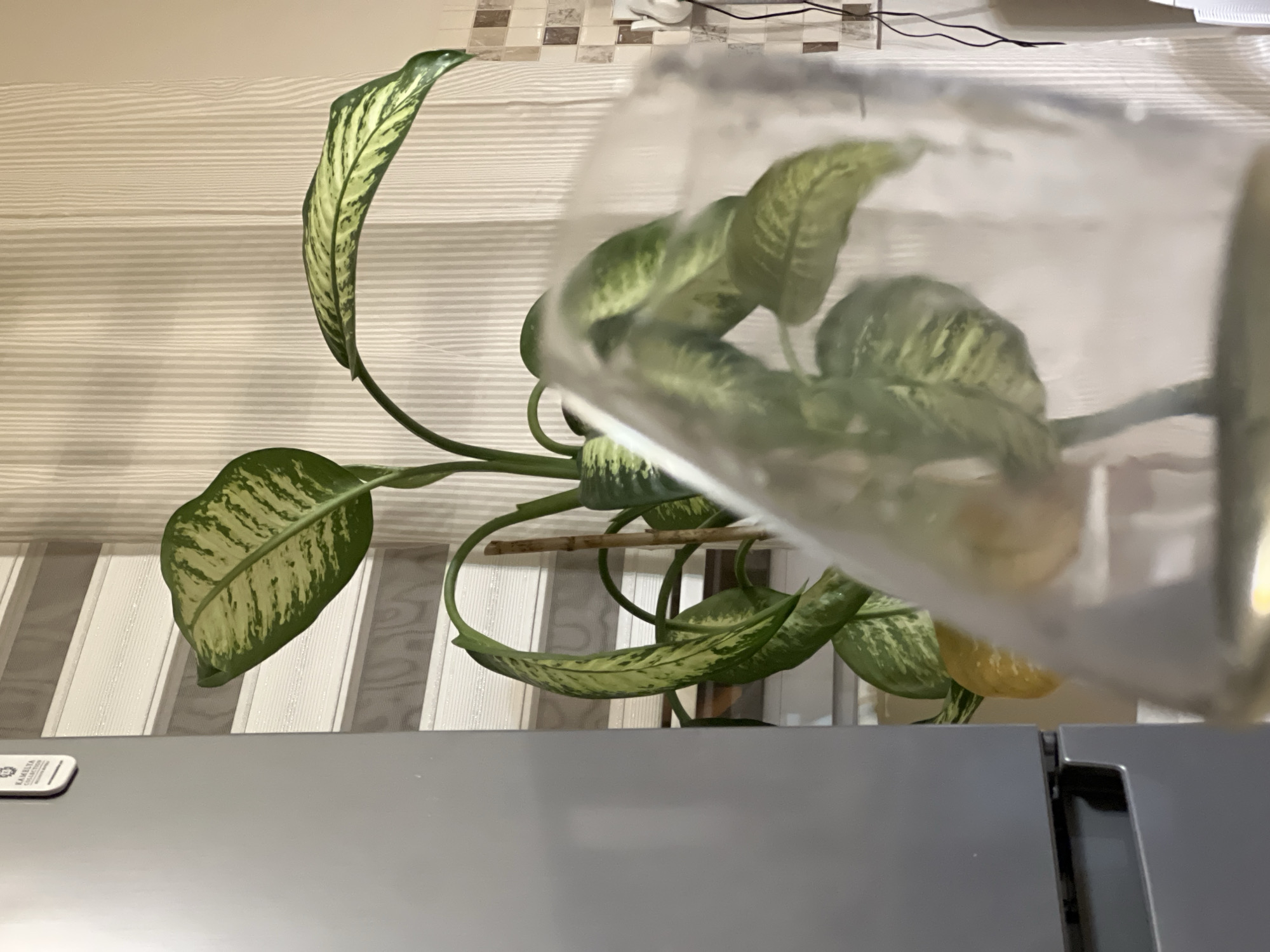 The image shows a potted Dumb Cane plant positioned in front of a window with striped blinds. To the left of the plant is a gray refrigerator. A clear glass or plastic container is in the foreground, partially obscuring the lower portion of the plant. The background consists of the blinds, a tiled wall with a beige and brown checkered pattern, and a light-colored wall. The lighting suggests an indoor setting, likely a kitchen or living area. The image does not provide any specific details that would indicate its location within the city of Antalya, Turkey. There are no people or discernable actions taking place.