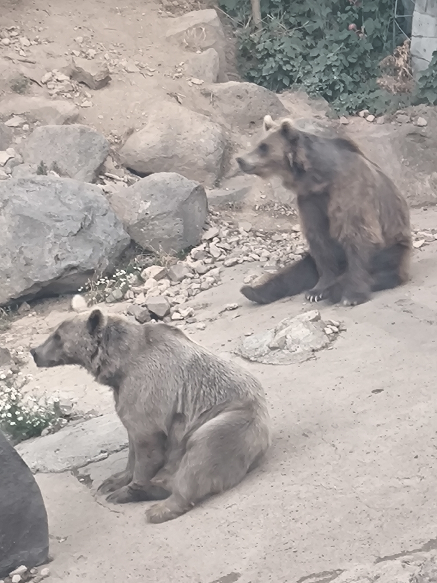 Two brown bears are sitting on a concrete surface in an outdoor enclosure. The bear in the foreground is facing left, with its head slightly down. The bear in the background is facing to the right, looking away from the camera. The enclosure appears to be rocky with some vegetation in the background. The image was taken at the Yerevan Zoo in Yerevan, Armenia.