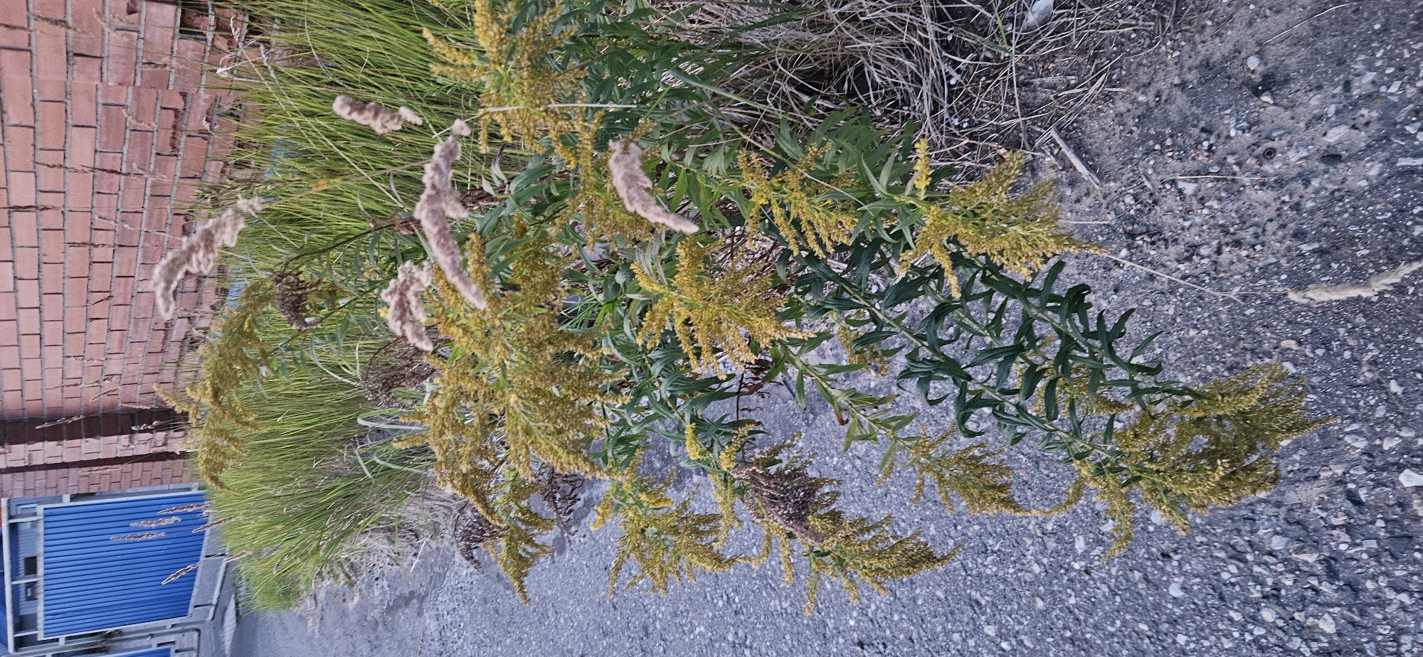 The image shows a close-up view of a patch of plants, primarily goldenrod, growing next to a paved surface that appears to be a roadside or pathway. The plants have numerous small yellow flowers and feathery seed heads. Some dried brown plant material is also visible among the green foliage. In the background, a brick wall with visible mortar lines forms a backdrop, and to the left, a portion of a blue metal fence or gate is present. The ground is a rough asphalt or gravel surface. The scene suggests an outdoor urban or suburban environment, possibly in Vitebsk, Belarus, given the context. There are no people or animals depicted in the image. The lighting suggests it is daytime, possibly overcast or late in the day.