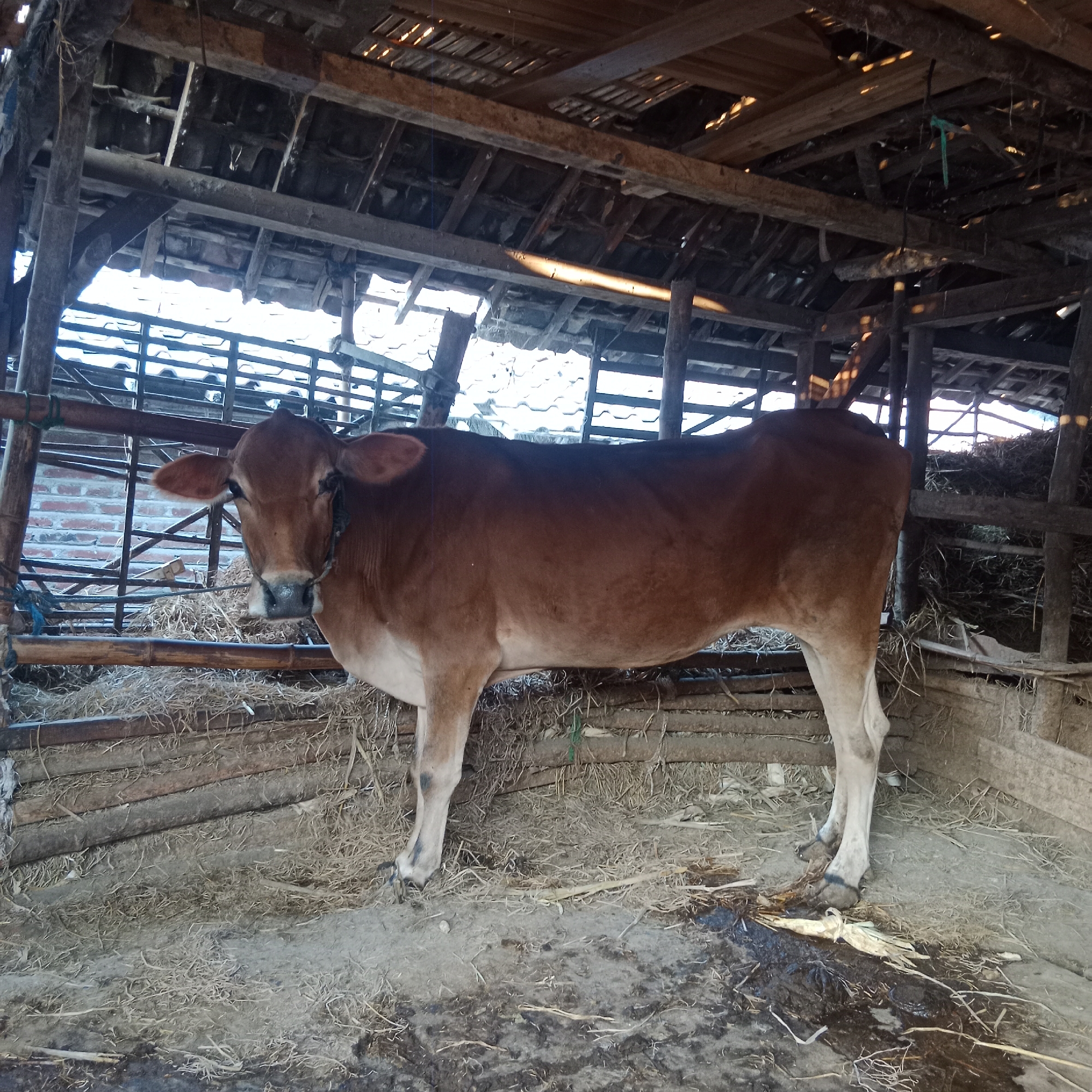 In Ngringin, Indonesia, a brown cow stands within a rustic, open-sided barn. The barn's structure consists of weathered wooden beams supporting a partially exposed, rough wooden roof, with sunlight filtering through gaps. The cow is positioned centrally, facing slightly to the left, with its head turned towards the camera. Its body is a uniform reddish-brown, transitioning to a lighter tan on its legs. The ground within the barn is covered with dry hay and dirt, with some visible moisture in the foreground. Behind the cow, a wooden fence or railing separates it from a stack of hay. To the left of the cow, a brick wall is partially visible through a metal grate. The overall environment suggests a simple, agricultural setting.