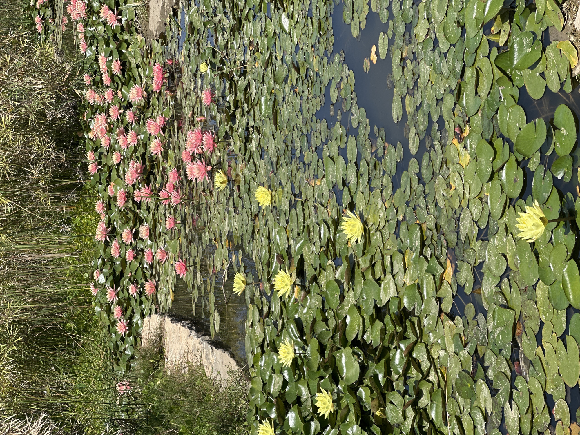 The image captures a pond densely populated with lily pads, located in Petah Tikva, Israel. Yellow and pink water lilies are in bloom amidst the green foliage. A section of the pond's edge is lined with a concrete border and grassy vegetation. The water reflects the sky, with visible patches of open water between the lily pads.