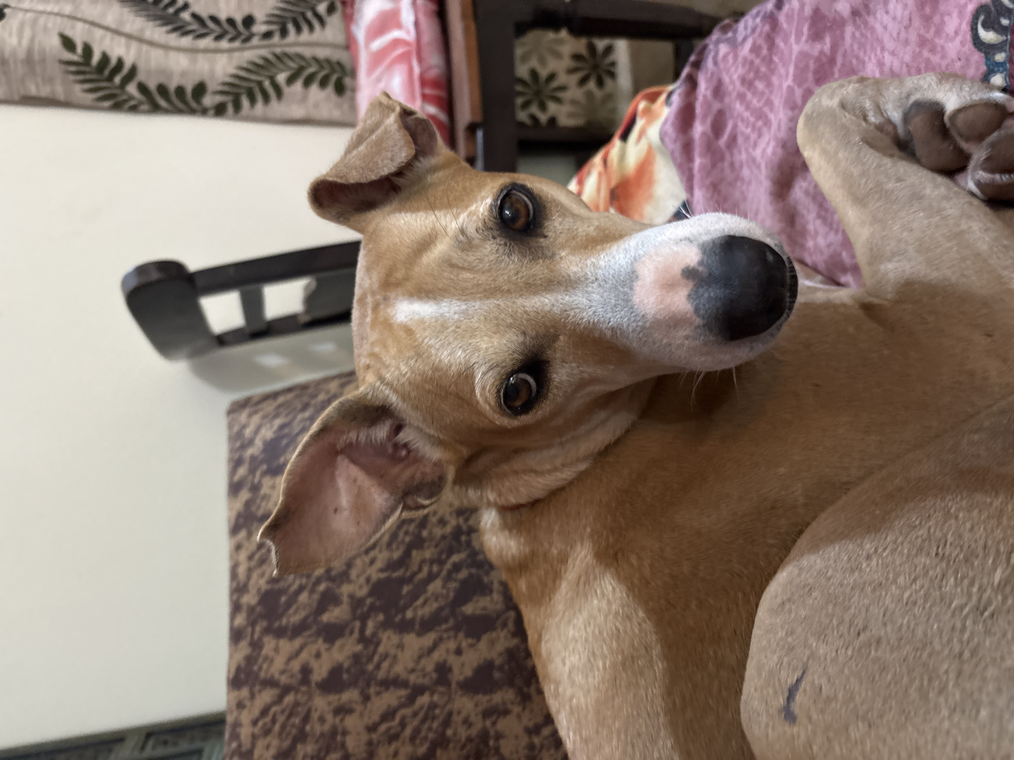 A tan-colored dog with large, alert ears is lying down indoors on a pink patterned blanket. The dog is facing the camera, and its eyes are dark brown. A white stripe runs down the center of its forehead and nose. The dog's fur appears short and smooth. In the background, a dark wooden chair and a patterned cushion are visible. The lighting suggests an indoor setting, possibly a living room. The image is a close-up shot, focusing on the dog's face and upper body. There is no information in the image to suggest the location is Ashvem, India.