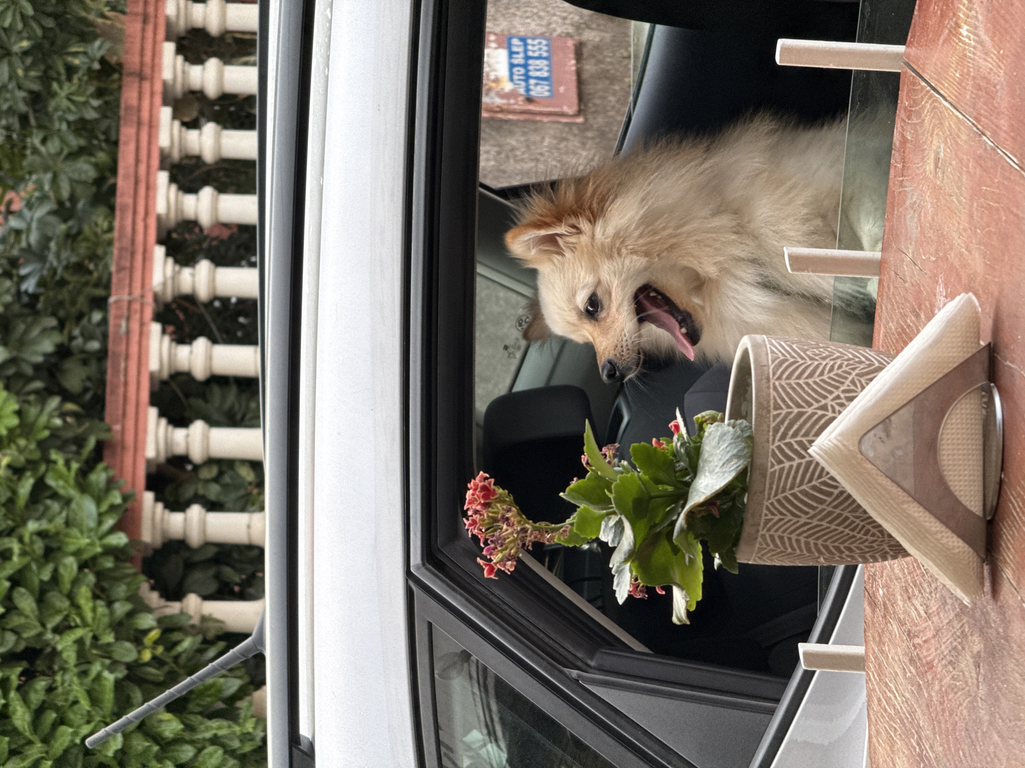 A fluffy, light-colored dog is visible through the open window of a car, with its head and upper body emerging from the passenger side. The dog's mouth is open, and its tongue is sticking out, appearing to pant or smile. In the foreground, a wooden table holds a potted plant with red flowers and a napkin holder. Behind the car, a railing with white balusters and a red-tiled roof is visible, set against a backdrop of lush green foliage. The overall impression is a snapshot of a dog enjoying a car ride outdoors, with the city's greenery and architecture in the background.