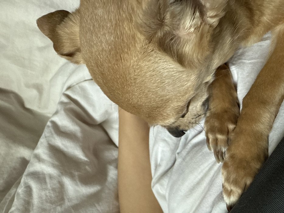 An indoor scene in Chaikovsky, Russia, depicts a small, short-haired fawn-colored dog resting on light-colored bedding. The dog is positioned with its head facing left, eyes closed, and its front paws crossed. A segment of a human arm with light skin tone is visible in the background and beneath the dog, suggesting the dog is resting on a person. The bedding, which appears crumpled and soft, dominates the background and supports the subjects. A dark fabric object is partially visible at the bottom left beneath the dog's paws. The overall lighting is soft and ambient. The dog is in a state of repose, interacting closely with the human presence.