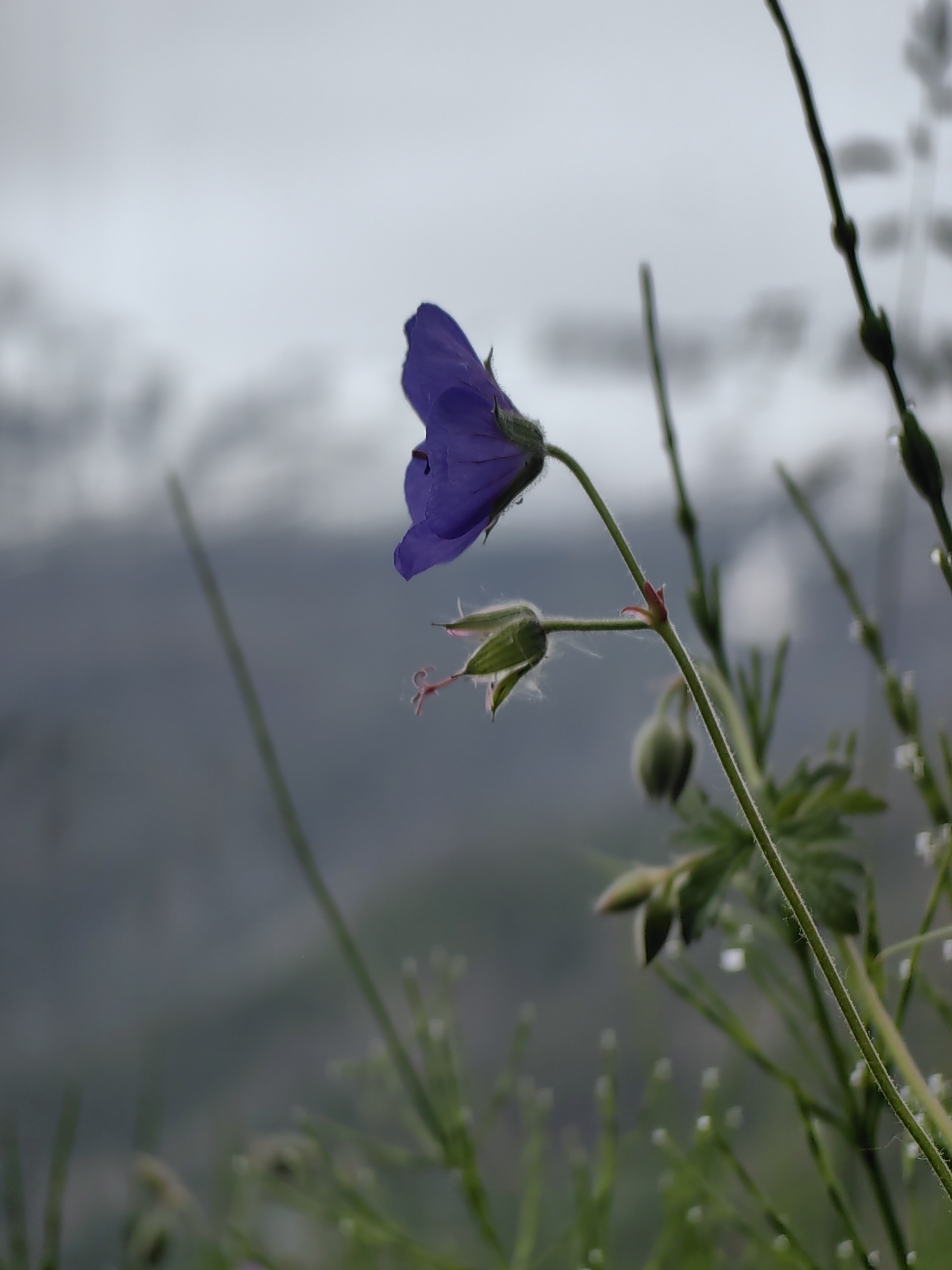 A single, small, purple flower is in sharp focus, tilted to the left, against a blurred background of overcast skies and muted, distant hills. The flower has five petals, though only portions of them are visible, and delicate pink pistils extend from its center. Below the flower, a green bud with lighter green sepals is also visible. The stem of the flower is thin and green, with fine white hairs. In the foreground and background, other thin, green stems and out-of-focus foliage can be seen, some with tiny water droplets on them. The overall scene suggests a cool, damp environment.