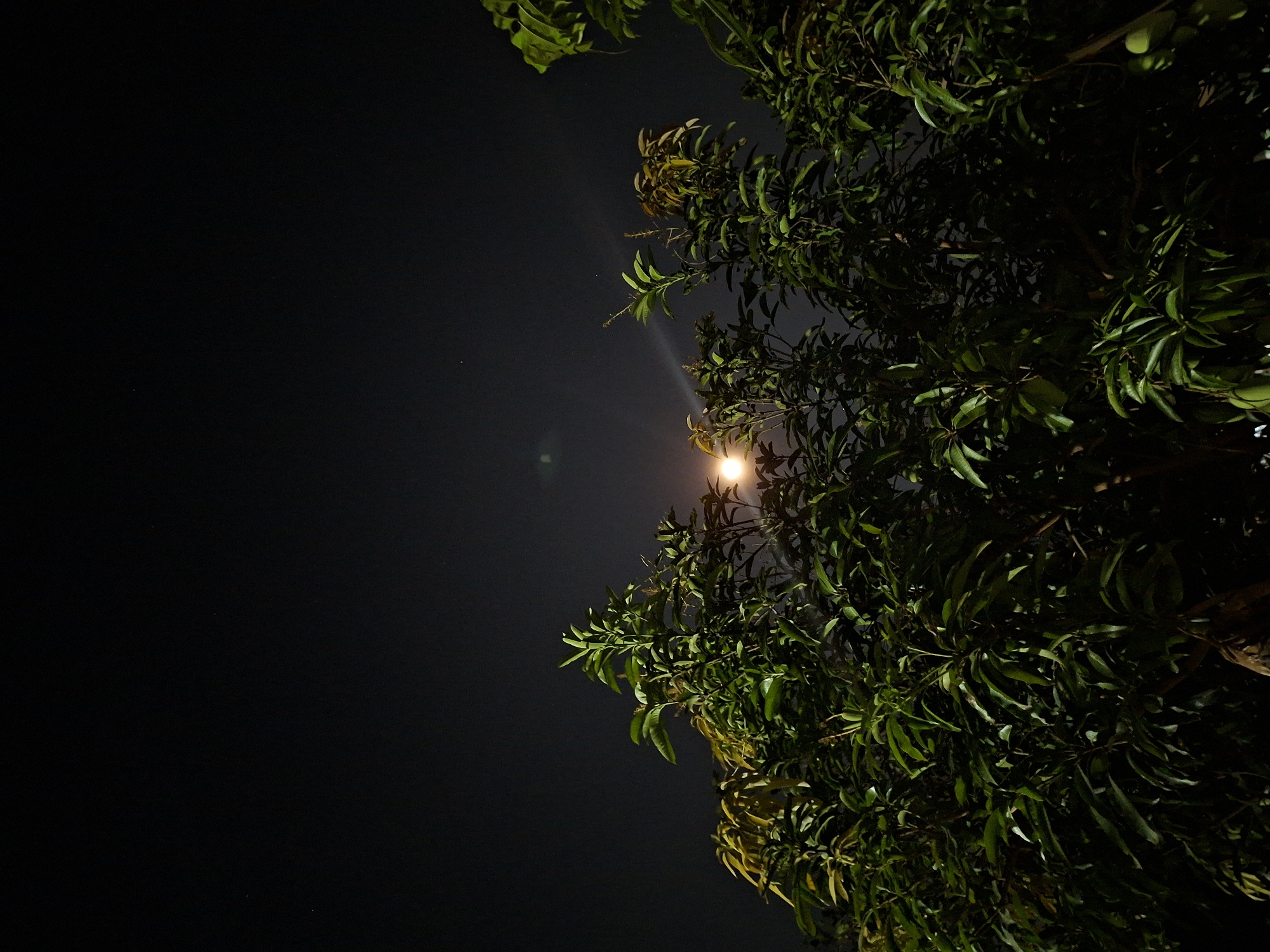 The image depicts a nighttime scene in Kutaglumpang, Indonesia. A tree, with dense, green foliage, occupies the right side of the frame. A bright light source, potentially a street lamp or the moon, is visible through the leaves. The rest of the image is filled with a dark, night sky.