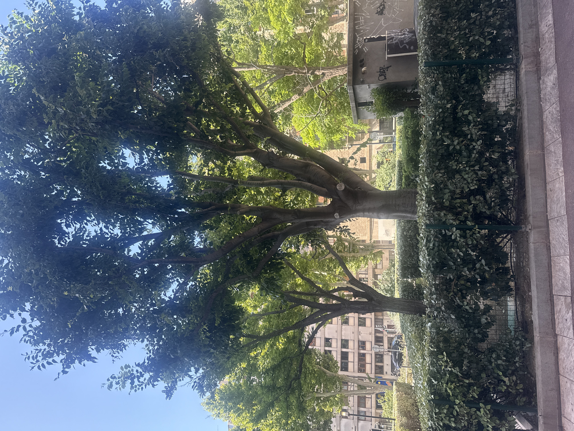 The image shows a street view in a city, possibly in Europe, with large trees in the foreground and a building in the background. The scene is dominated by lush green foliage from several trees, with the largest one in the center exhibiting a thick trunk and multiple branches. A dense hedge lines the bottom of the frame, separated by a metal fence. Behind the hedge and fence, a small, gray, graffiti-covered structure is visible. In the middle ground, a multi-story building with numerous windows is present. A black car is parked on the street in front of the building. The sky is clear and blue. The overall impression is a sunny day in an urban environment with significant greenery.