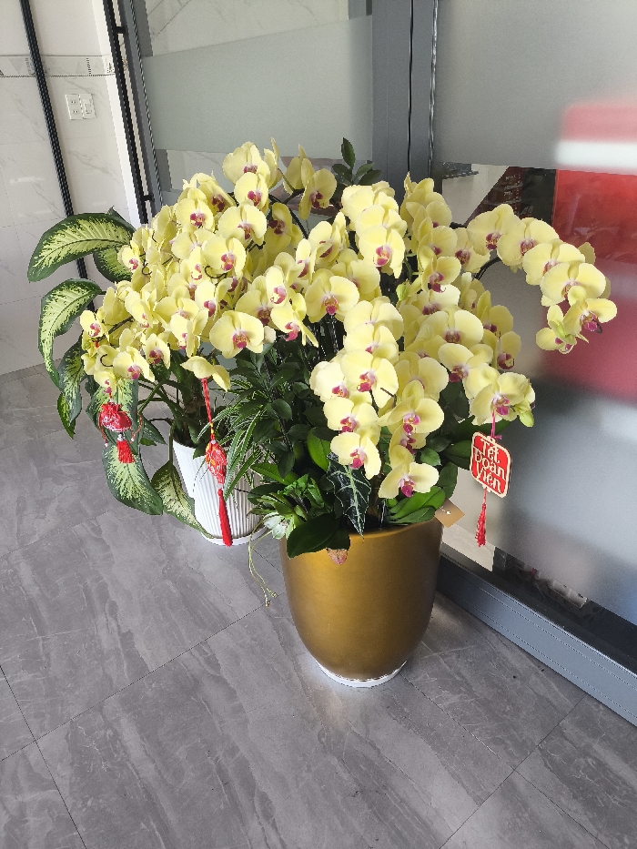 An indoor scene, located in Tuy Hòa, Vietnam, displays a prominent floral arrangement centered around numerous pale yellow Phalaenopsis orchids with reddish-purple labella. The main orchid cluster is contained within a large, ovoid, golden-colored pot, which presents a chip on its upper left side. To the left, a secondary plant with large, variegated green and white leaves is housed in a white ribbed cylindrical pot. Several red decorative tassels are suspended among the foliage, and a rectangular red tag with the Vietnamese text "Tết Đoàn Viên" hangs from an orchid stem on the right. The entire arrangement rests on a grey tiled floor exhibiting a subtle marbled pattern. The background on the left consists of a white tiled wall with an exposed electrical outlet, while the right background features a frosted glass partition with a dark vertical frame, allowing for faint red reflections to be visible.
