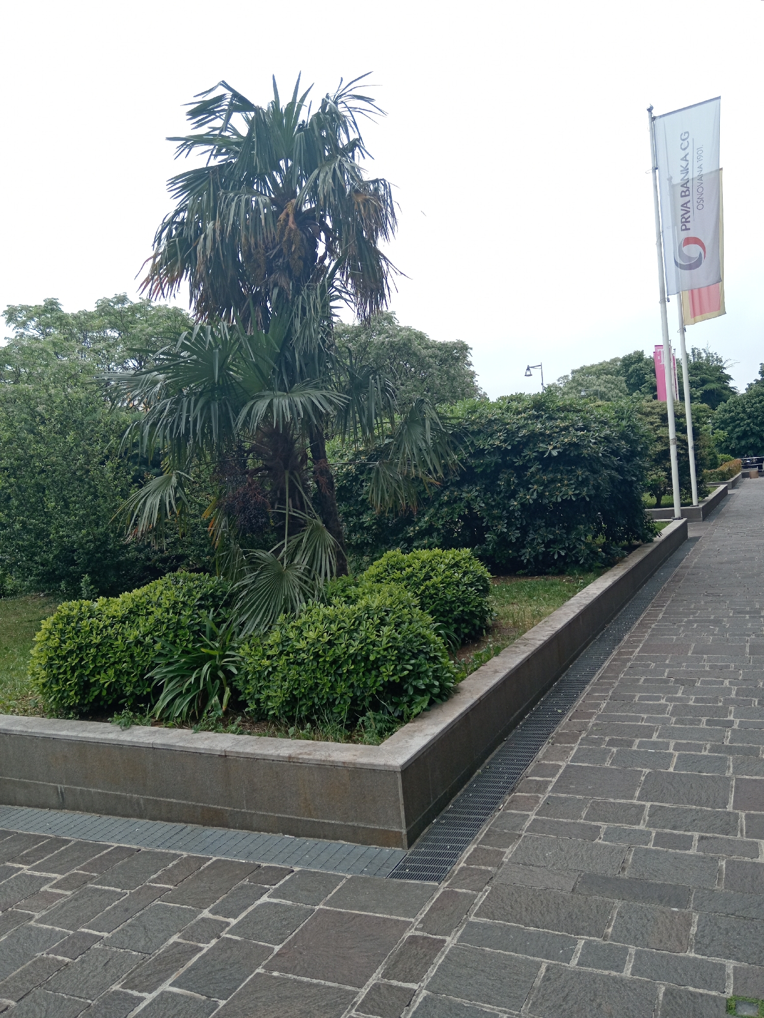 The image shows an outdoor scene in Podgorica, Montenegro, featuring a stone-paved walkway bordered by a concrete planter. In the planter, there are dense green shrubs and a palm tree. In the background, there are more shrubs and trees. Flags bearing the words "PRVA BANKA CG" are visible along the walkway, indicating the location is near a Prva Banka branch. The sky is overcast, and the lighting is diffuse. A metal grate drainage system is placed next to the planter along the walkway.