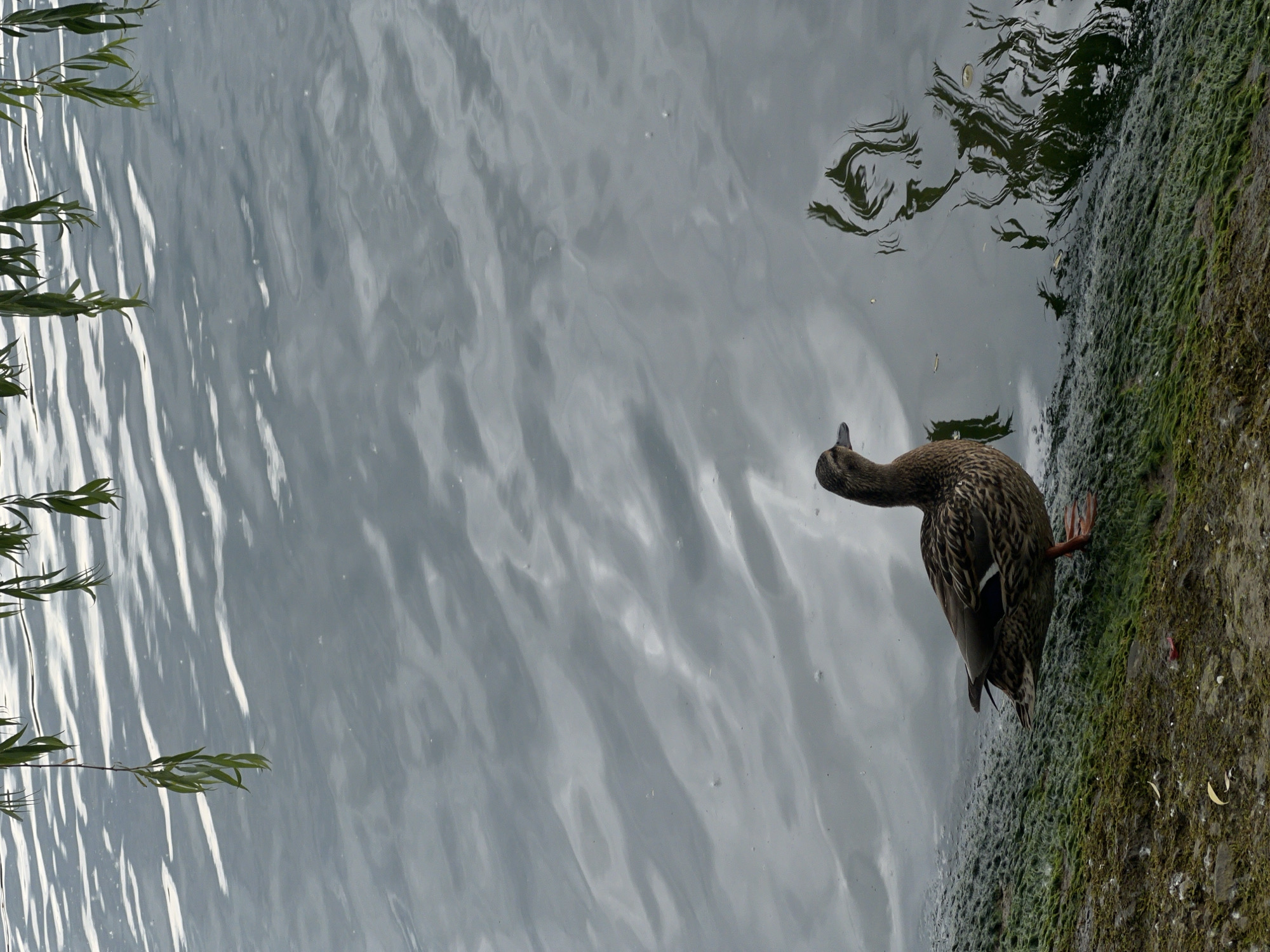 A bird, potentially a duck, stands at the edge of the water. The water surface reflects the sky. There are some plants and possibly some kind of moss. The location and date are unknown.