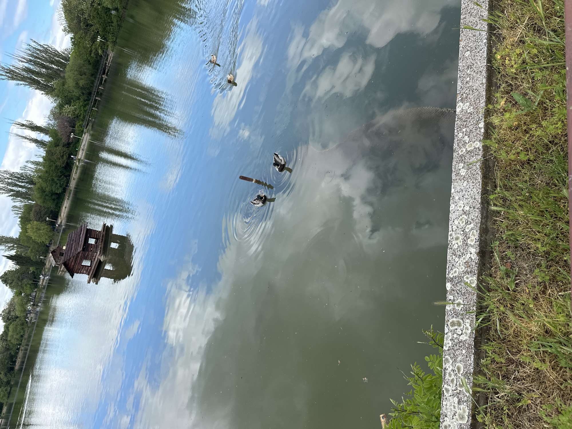 The image shows a body of water, likely a lake or pond, located in Stara Zagora, Bulgaria. The water reflects the sky, with clouds visible in the reflection. Several ducks are swimming in the water. A small wooden structure is visible on the left side of the frame, seemingly in the water. The edge of the water is bordered by a concrete wall with grass growing beside it. The image is rotated to the side.