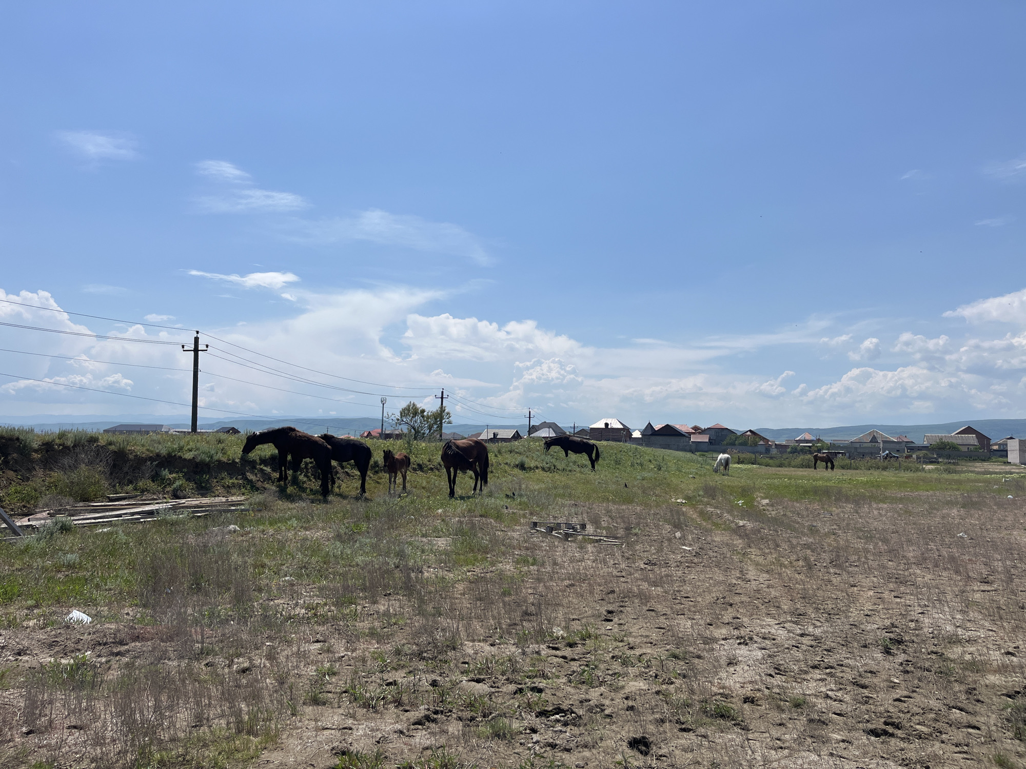 The image depicts a field in Kaspiysk, Russia, under a blue sky with scattered clouds. In the midground, a small group of horses, including a foal, graze on a grassy mound. The foreground is a dirt field with sparse vegetation. Power lines and poles are visible in the background, along with houses and buildings.