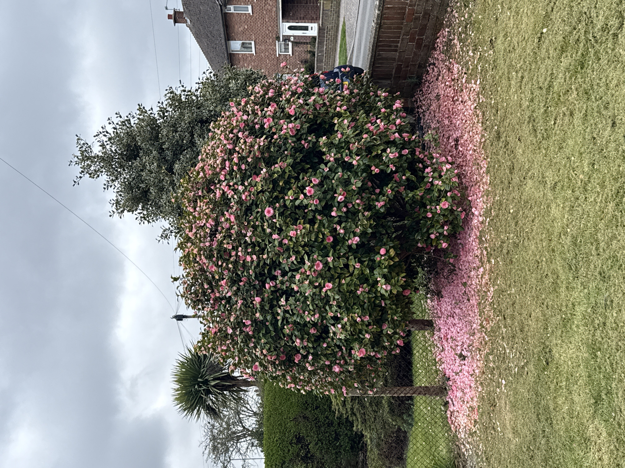 The image shows a large camellia bush in full bloom with pink flowers, shedding petals onto the adjacent grass and brick wall. The bush is the focal point, with its dense green foliage and abundant pink blossoms. Some petals also cover the grass. A power line runs above, and behind the camellia, there's another tree with smaller leaves. The background includes a brick house with a white door and windows. A palm tree is visible to the left of the bush and a chain-link fence borders the property. The location is Great Yarmouth, United Kingdom. The overall impression is of a residential garden during the flowering season.