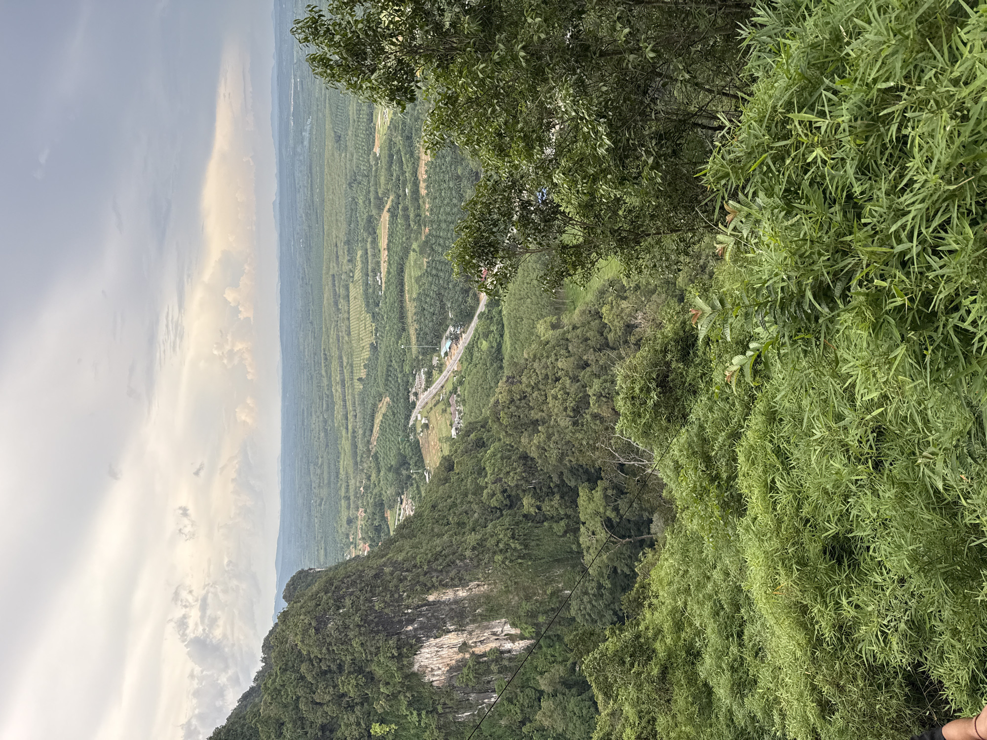 The image captures a panoramic view from a high vantage point, likely a hilltop or mountain, overlooking a lush, verdant landscape. In the foreground, dense, green foliage dominates, with bamboo-like plants appearing to be the primary vegetation, stretching across the lower portion of the frame.
To the left, a sheer, imposing rock face, partially covered in greenery, plunges downwards. This rock face exhibits distinct vertical striations, suggesting erosion or geological composition.
Beyond the immediate foreground and the rock face, the scene opens up to a sprawling valley. A paved road winds through the landscape, with some scattered buildings and structures visible along its route. The valley floor is a mosaic of cultivated land, appearing to be agricultural plantations, possibly rubber or palm trees, arranged in neat rows. The distinct patterns of these plantations extend as far as the eye can see, merging into a distant, hazy horizon.
The sky above is overcast, with heavy, dramatic clouds in shades of grey, white, and hints of yellow, suggesting either pre-storm conditions or the aftermath of rain. The overall impression is one of natural beauty and extensive agricultural activity within a mountainous region, consistent with the geography of Ban Khao Tang, Thailand. No people or specific actions are depicted in the image.
