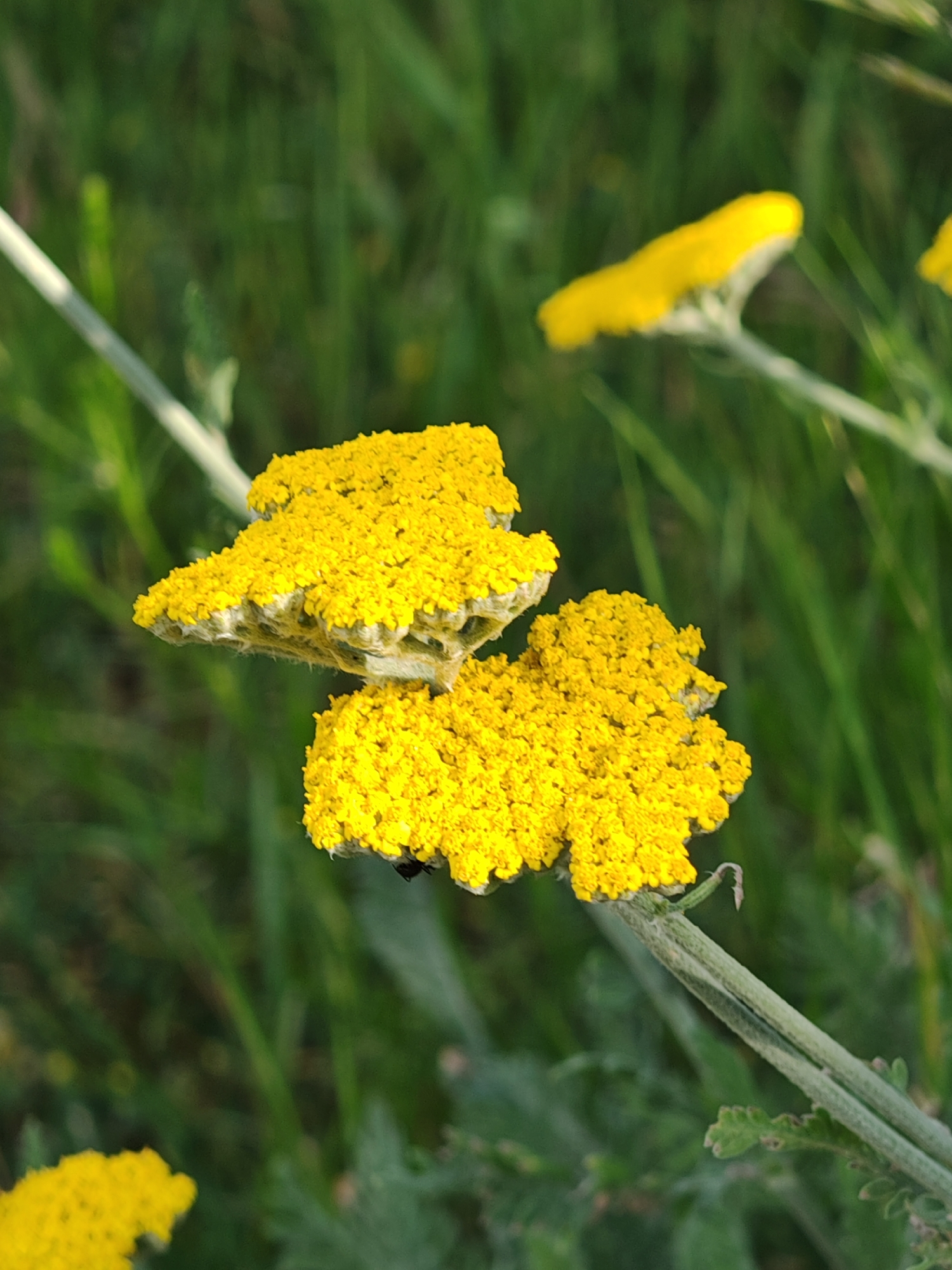 In the city of Shumen, Bulgaria, a macro photograph displays two prominent clusters of vibrant yellow florets, characteristic of a species resembling Yarrow or Tansy. These dense, flat-topped inflorescences are in sharp focus, with one positioned slightly above and behind the other. Green, textured stems and finely dissected green foliage are partially visible beneath and around the flower heads. A small, dark-colored insect is observed on the underside of the central lower flower head. The background consists of out-of-focus green vegetation, indicating an outdoor natural environment under natural illumination.