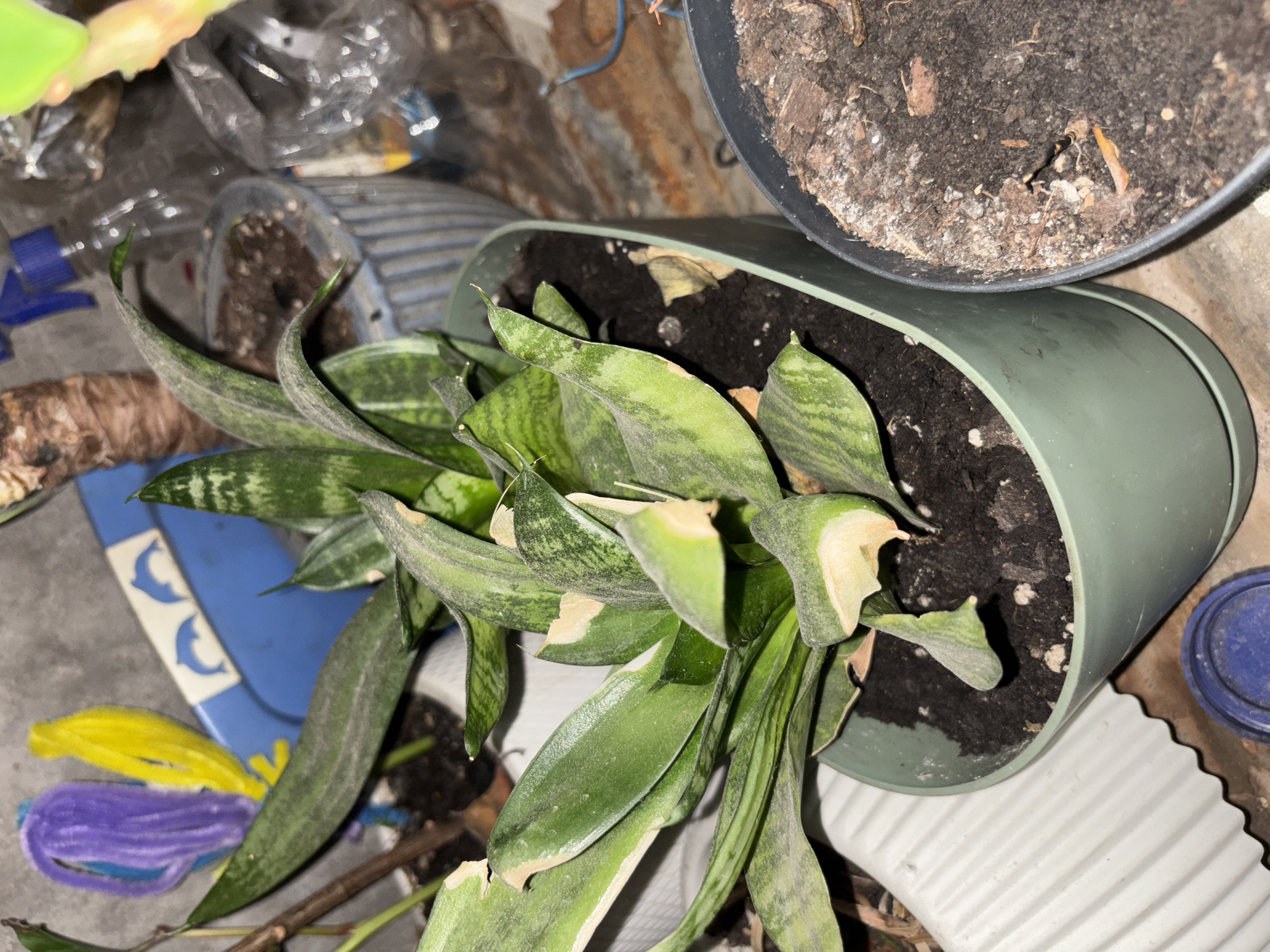 The image shows a snake plant in a green pot with dark soil. The plant has long, green, and variegated leaves. Some of the leaves appear to be dry and discolored, with some yellowing and browning at the tips. In the background, there are other potted plants, a blue plastic object with dolphin designs, and various other objects that are difficult to identify due to the lighting and focus. There are also some plastic bags and a spray bottle visible. The environment appears to be indoors or a sheltered outdoor area, possibly a balcony or patio, with a rough concrete or stone floor. The overall impression is of a somewhat cluttered and dimly lit space. There is no information in the image to suggest the location is the city of Tbilisi, Georgia.