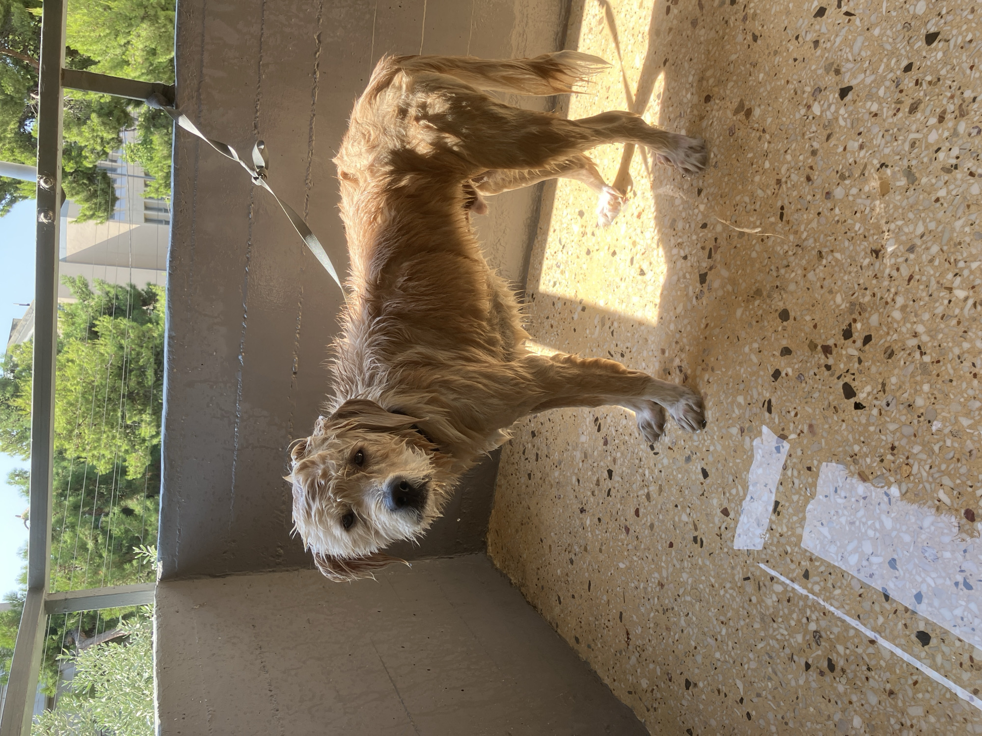 A wet, light brown, medium-sized dog stands on a terrazzo-patterned balcony in Paleo Faliro, Greece. The dog is facing the camera with its head slightly turned to the left. Its fur is matted and dripping wet, with water droplets visible on its face and body. A grey leash is attached to the dog's collar and extends upwards, attached to a railing. The balcony has grey concrete walls and a light-colored railing. Sunlight casts a strong shadow on the balcony floor, and there are several patches of water on the floor. In the background, green trees and a building are visible, suggesting an outdoor urban environment. The overall impression is of a dog that has recently been bathed or has gotten wet.