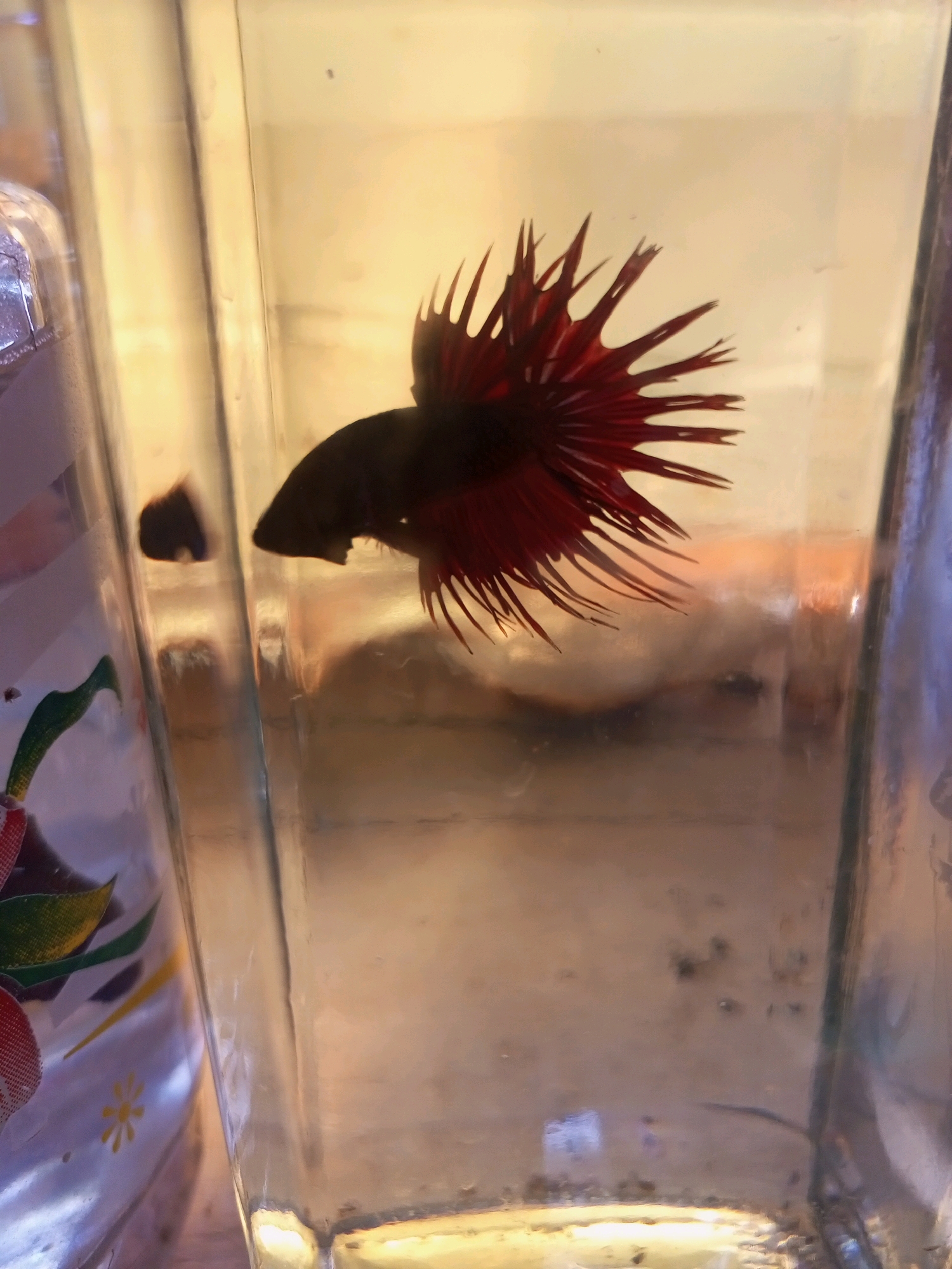 A Betta fish with a dark body and vibrant red fins is swimming in a glass container. The container is filled with water and appears to have some debris at the bottom. The lighting creates a warm, yellow glow, and a portion of another glass container with a decorative pattern is visible on the left side of the frame. The overall environment suggests an indoor setting, possibly a home or a pet store. The location in Penaruban, Indonesia, is noted, but the image itself provides no visual cues to confirm this specific geographic detail.