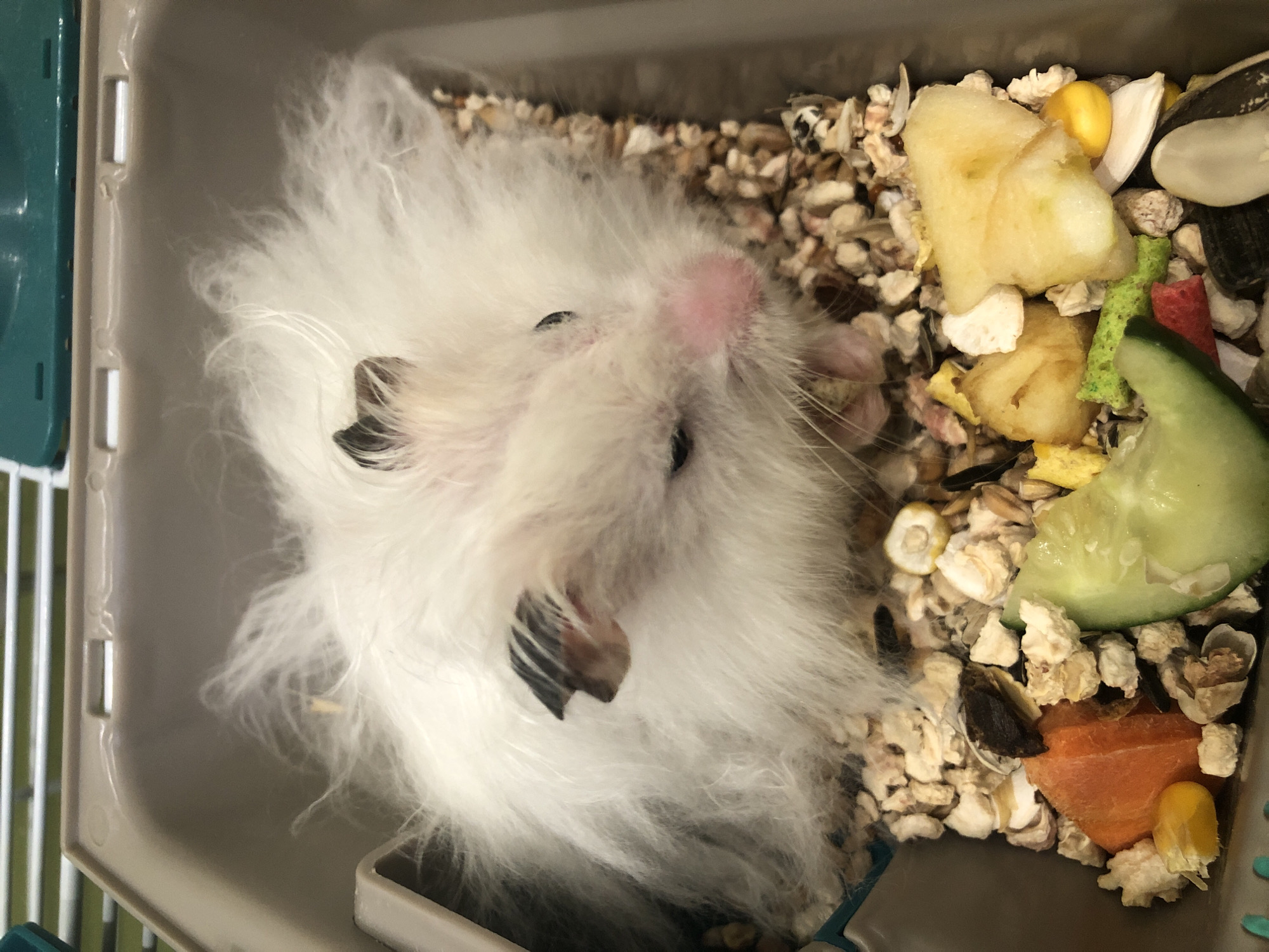 A fluffy white hamster with dark markings on its ears and back is sitting in a tan plastic carrier filled with bedding and food. The hamster's pink nose is prominent. The food consists of seeds, dried corn, pieces of carrot, cucumber, and other colorful pellets. The carrier is inside an enclosure with a green lid, partially visible at the top. The scene is indoors. The location is not determinable from the image.