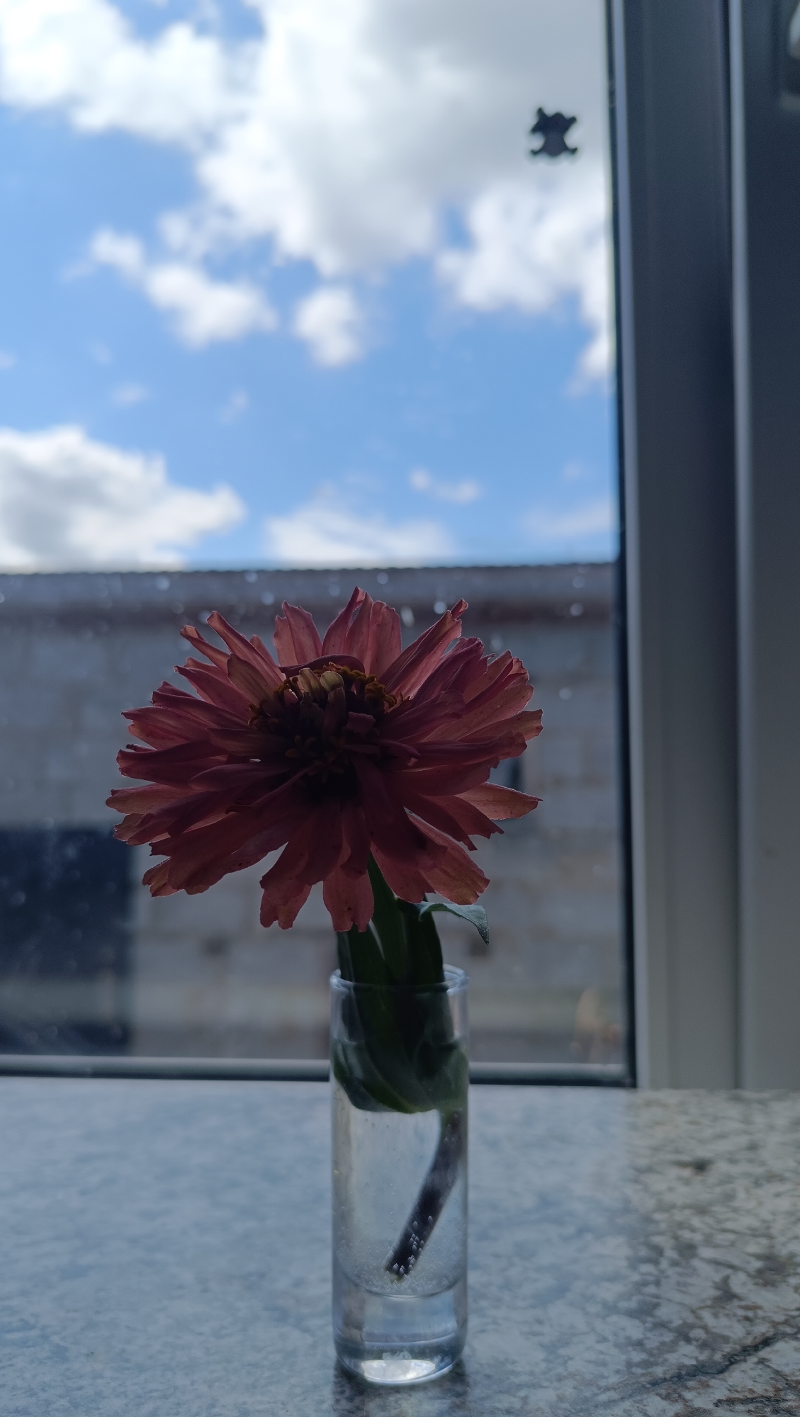 A single pink zinnia flower is placed in a small clear glass vase filled with water. The vase rests on a grey speckled countertop. Behind the vase, a window offers a view of a cloudy blue sky and the side of a building with grey brickwork. A small black object, possibly a sticker or a smudge, is visible on the window pane, in the upper right quadrant of the image. The scene appears to be indoors, with the window framing the outdoor environment. The location in the city of Karsha, Russia, is not discernible from the visual information provided in the image.