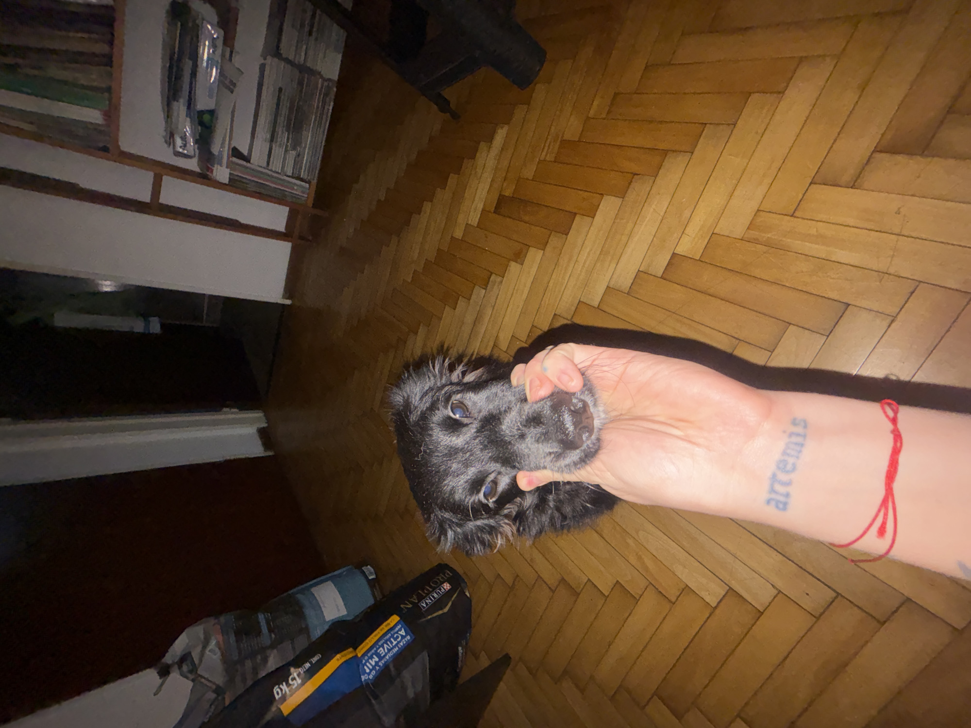 The image shows a dark-haired, medium-sized dog being held by a person. The person has a wrist tattoo that reads "artemis" and a red string bracelet. The dog is black, fluffy, and looking at the camera. On the floor, a bag of Purina Proplan Active MIP dog food is visible. The background includes a wooden floor and a bookshelf. This image does not contain enough detail to ascertain its location in the city of Buenos Aires, Argentina.