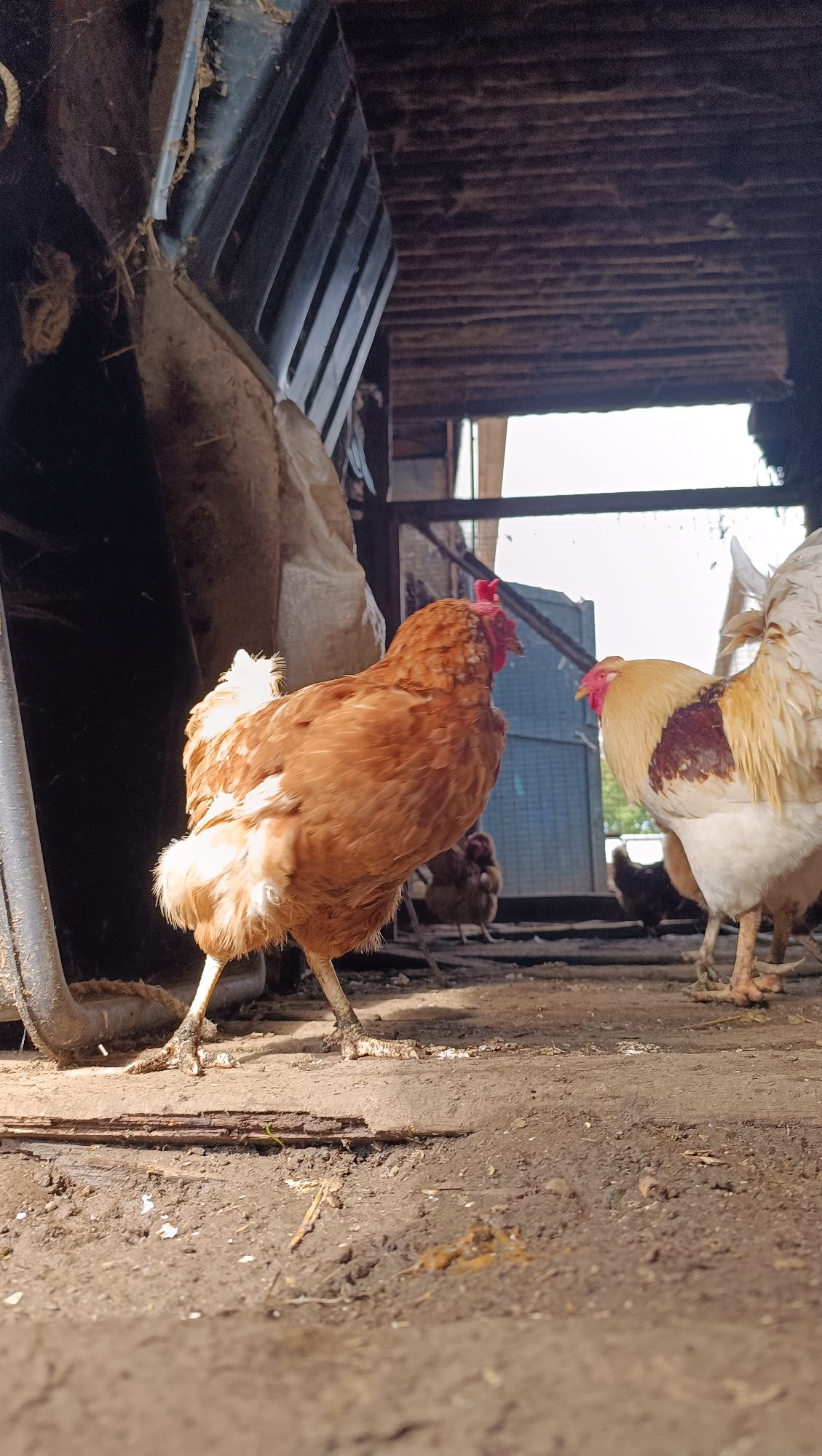 In an interior scene, possibly a coop or barn, several chickens are present. A large, reddish-brown hen is positioned in the foreground, facing right, with its body angled away from the viewer. To its right, a lighter-colored rooster with white and brown plumage is partially visible, facing the hen. In the background, other chickens are present, some appearing darker. The ground is covered in dirt and debris. The environment suggests an agricultural or rural setting, with wooden structures visible overhead and in the background, including what appears to be a large burlap sack on the left. The lighting suggests it is daytime.