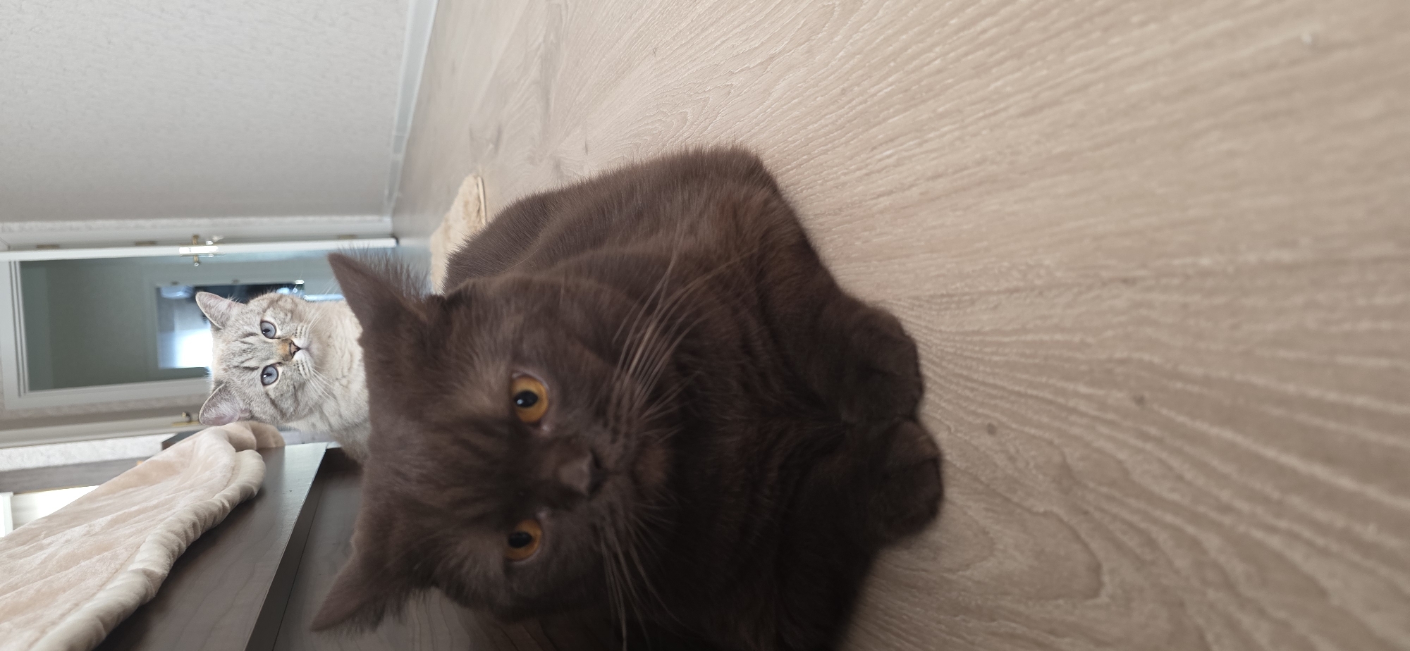 Two cats are on a wooden floor in what appears to be an indoor environment. The cat in the foreground is a dark brown, possibly British Shorthair, with orange eyes and its paws tucked underneath it. Behind this cat, a lighter-colored cat with blue eyes, possibly a Siamese mix, is visible. The background shows a doorway leading into another room, a wall with a light switch, and a portion of a bed with a beige blanket. The scene suggests a domestic setting, likely a home. There is no indication of the city of Sumgayit, Azerbaijan, or any specific geographical markers within the image.