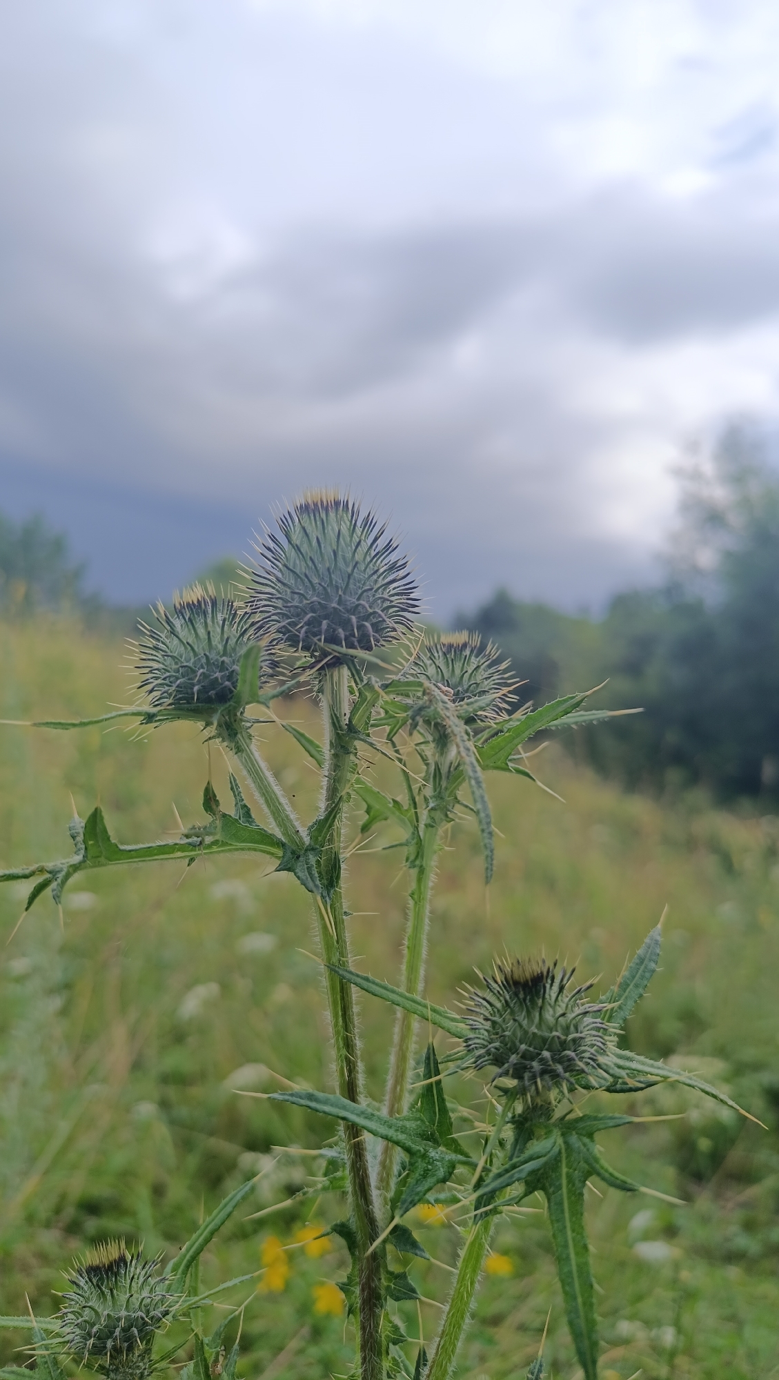A close-up, eye-level shot features a cluster of thistle heads on a single stem, set against a soft-focus background of green foliage and a cloudy, overcast sky. The thistles are predominantly green, with spiky, dark tops and sharp thorns protruding from the stems and leaves. Several yellow wildflowers are visible in the background, adding small pops of color to the otherwise muted landscape. The scene is devoid of any human presence or activity. The image was captured in the city of Karsha, Russia.