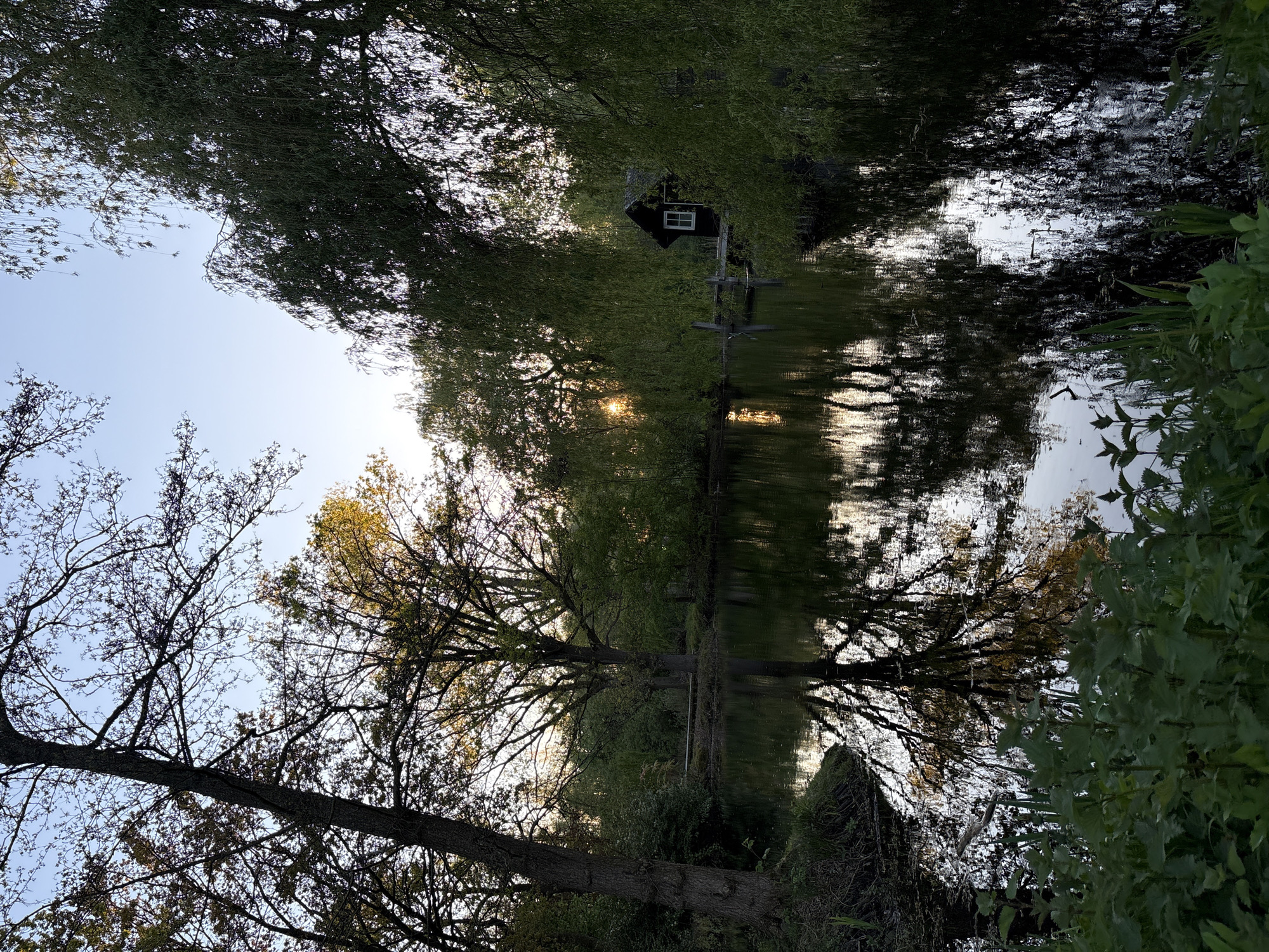 This serene landscape image, when viewed in its correct horizontal orientation, depicts a narrow waterway, likely a river or canal, flanked by dense trees and lush vegetation under a clear sky. The scene appears to be captured during either sunrise or sunset, as indicated by the warm, bright glow of the sun partially visible through the trees and its prominent, shimmering reflection on the calm water.
On the far bank, a small, dark-colored house or shed with a distinct white-framed window is nestled among the foliage. A structure, possibly a small dock or steps, extends from the bank into the water near the house. The banks are heavily lined with various trees; some are full with green leaves, while others present intricate patterns of bare branches against the soft light of the sky. Green bushes and riparian plants also grow along the water's edge. The smooth surface of the water creates a near-perfect reflection of the sky, trees, and the sun's light, enhancing the tranquil atmosphere. There are no people or visible text in the image.