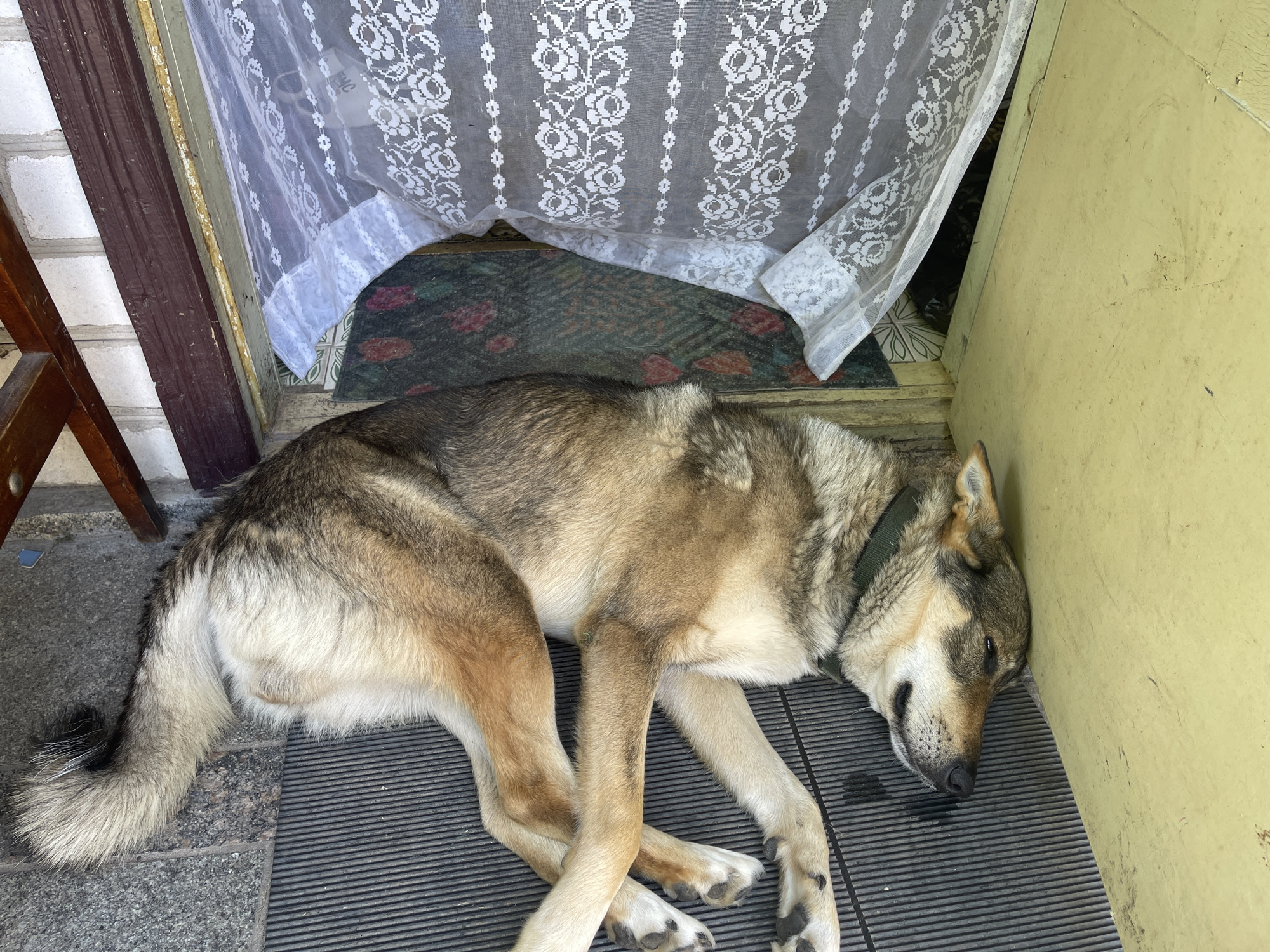 A medium-sized dog with tan, gray, and black fur lies sleeping on a ribbed mat in front of a doorway. The dog is lying on its right side with its head resting against a yellow wall. A dark green collar is visible around the dog's neck. A white lace curtain hangs above the doorway, partially obscuring the interior. The floor outside the doorway is made of gray paving stones. A dark wooden chair leg is visible on the left side of the image. The scene appears to be an outdoor entrance to a dwelling in Ivankovychi, Ukraine.