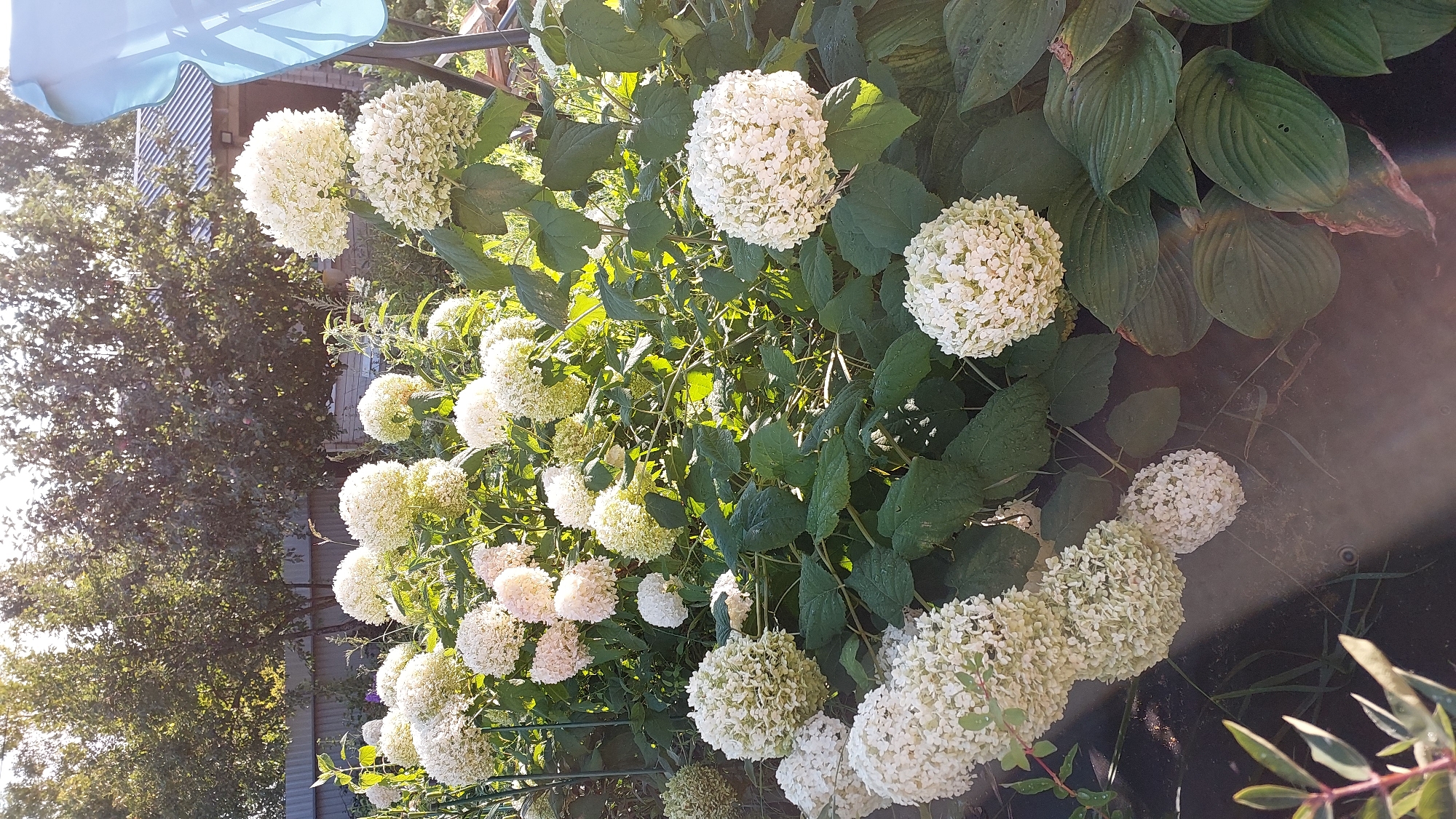 This image depicts a lush garden overflowing with white hydrangeas. The flowers are a dominant feature, with numerous large, spherical blooms scattered throughout the frame. Their white petals are densely packed, creating a voluminous appearance. The hydrangeas are set against a backdrop of dark green foliage, providing a strong contrast. In the background, a wooden fence can be seen, suggesting a residential setting. Further beyond the fence, trees with dense green canopies are visible, and a portion of a building with a corrugated metal roof is present. A light blue object, possibly part of an outdoor chair or umbrella, is also visible in the upper right corner. The lighting suggests it is daytime, with sunlight filtering through the leaves and flowers, creating dappled light and shadows. The overall scene conveys a sense of abundant natural beauty within a backyard or garden space. It is not possible to determine the specific location within the city of Novocheboksarsk, Russia, from the image alone.