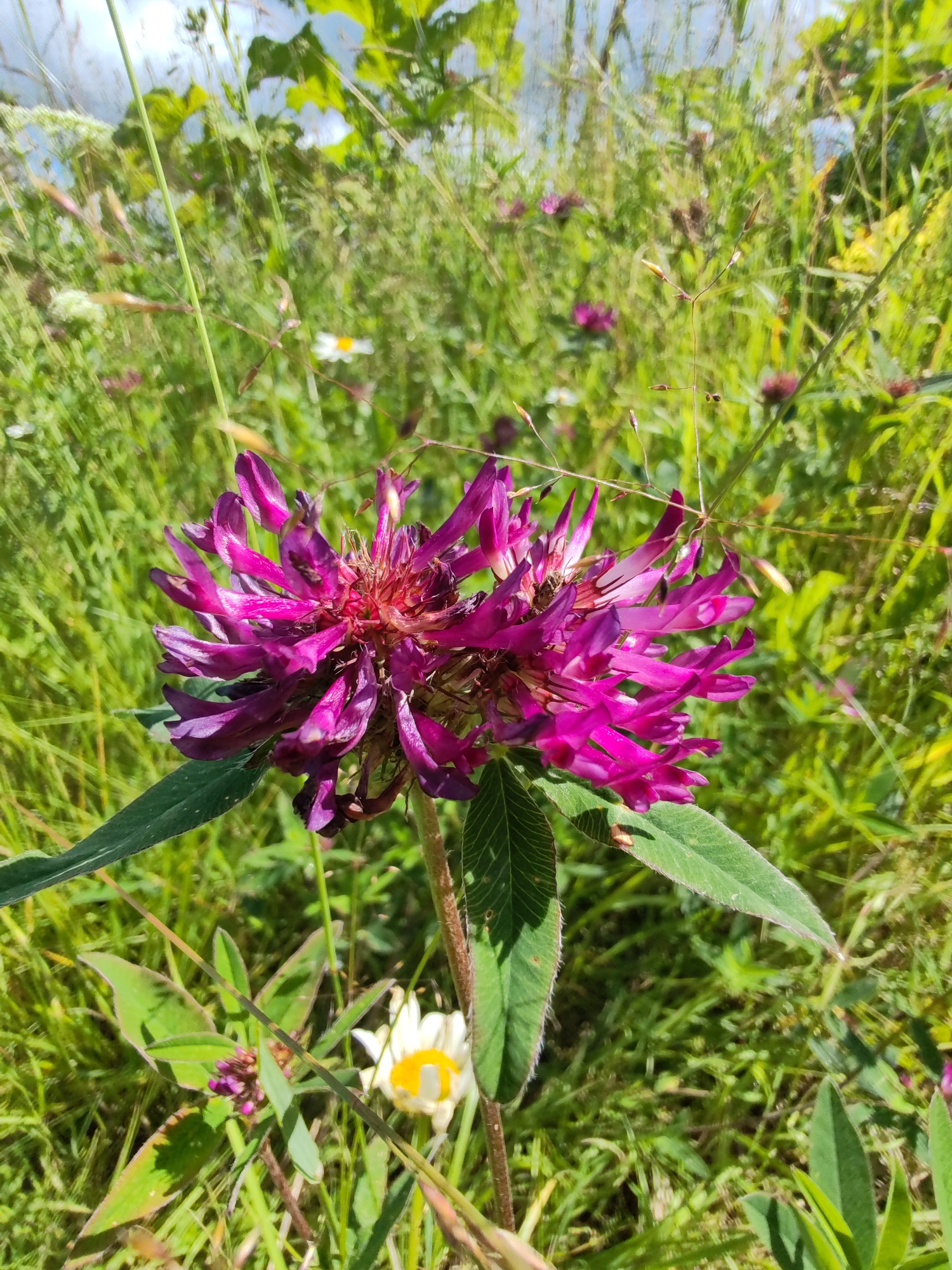 A close-up, vertical, eye-level, full shot features a single, vibrantly colored, magenta clover bloom as the primary subject, centered in the foreground. The clover's petals are elongated and pointed, arranged in a dense, spherical cluster at the top of a slender, brown stalk. Dark green, serrated leaves with visible veins emerge from the stalk, with one prominent leaf extending to the left and another smaller leaf visible towards the bottom.
The background is a lush, green meadow filled with tall grasses and other wildflowers, suggesting a natural, outdoor environment. Small, white daisies with yellow centers are scattered throughout the field, adding accents of color. The lighting indicates a bright, sunny day, casting subtle shadows on the clover's leaves. The overall impression is one of a wild, untamed landscape, possibly a field or meadow. The location in Чухлэм, Russia is not evident from the visual details of the image itself.