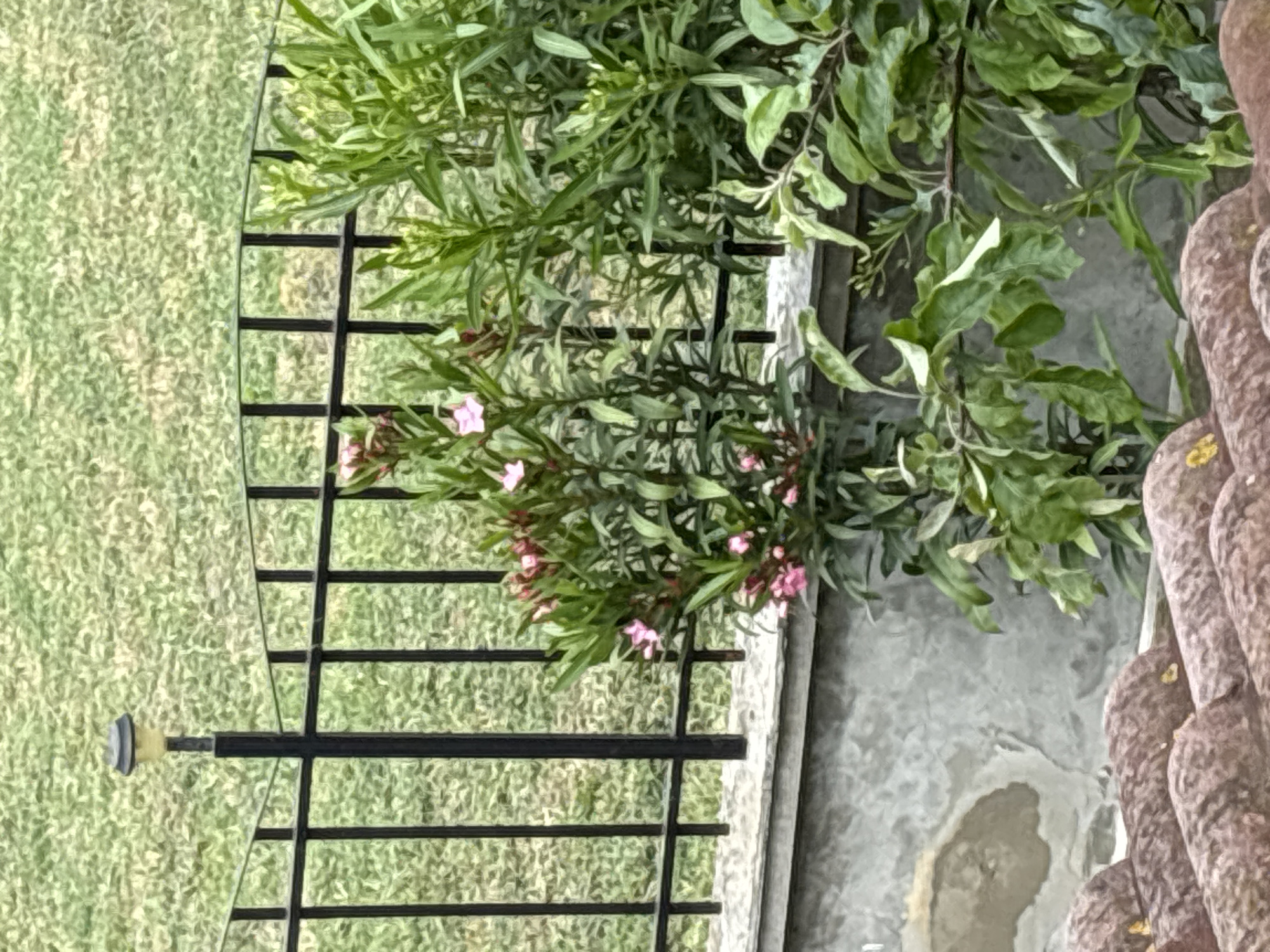 A close-up shot captures a section of a garden in Rezovo, Bulgaria, featuring a black metal fence that encloses a patch of green grass. In the foreground, a concrete wall supports a small bush with pink flowers and lush green leaves. The fence has a solar-powered lamp attached to one of its posts. Beyond the fence, the lawn extends into the background. Partially visible in the lower part of the image are the terracotta tiles of a roof. The scene depicts a tranquil outdoor setting.