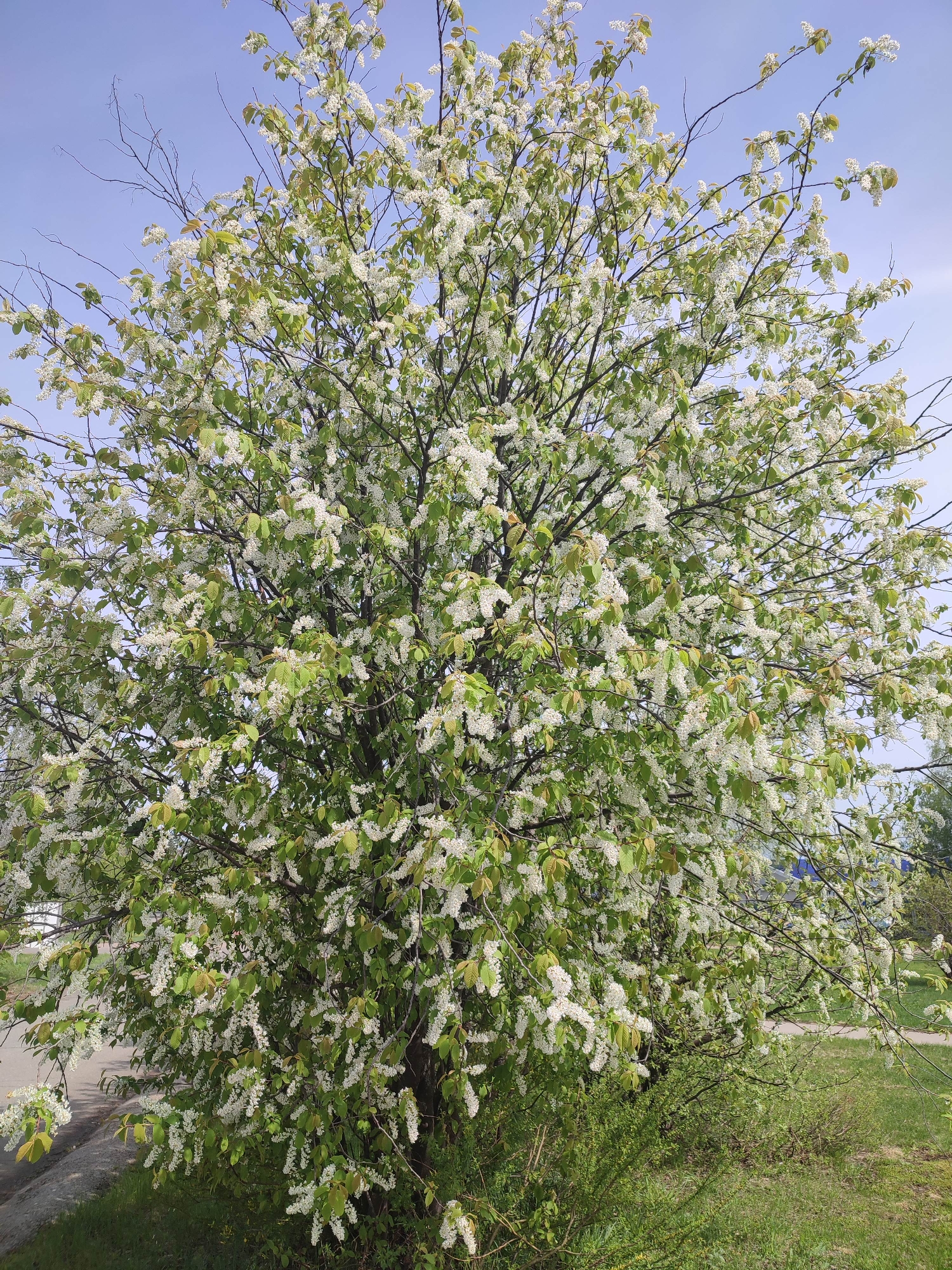 The image depicts a large tree in full bloom with white flowers and green leaves against a light blue sky. The tree is positioned in an outdoor setting, possibly a park or garden. The ground around the tree is covered with grass and low-lying vegetation. A section of pavement or a sidewalk is visible on the left side of the image. There are no people present. The location appears to be a city, but it is unknown.