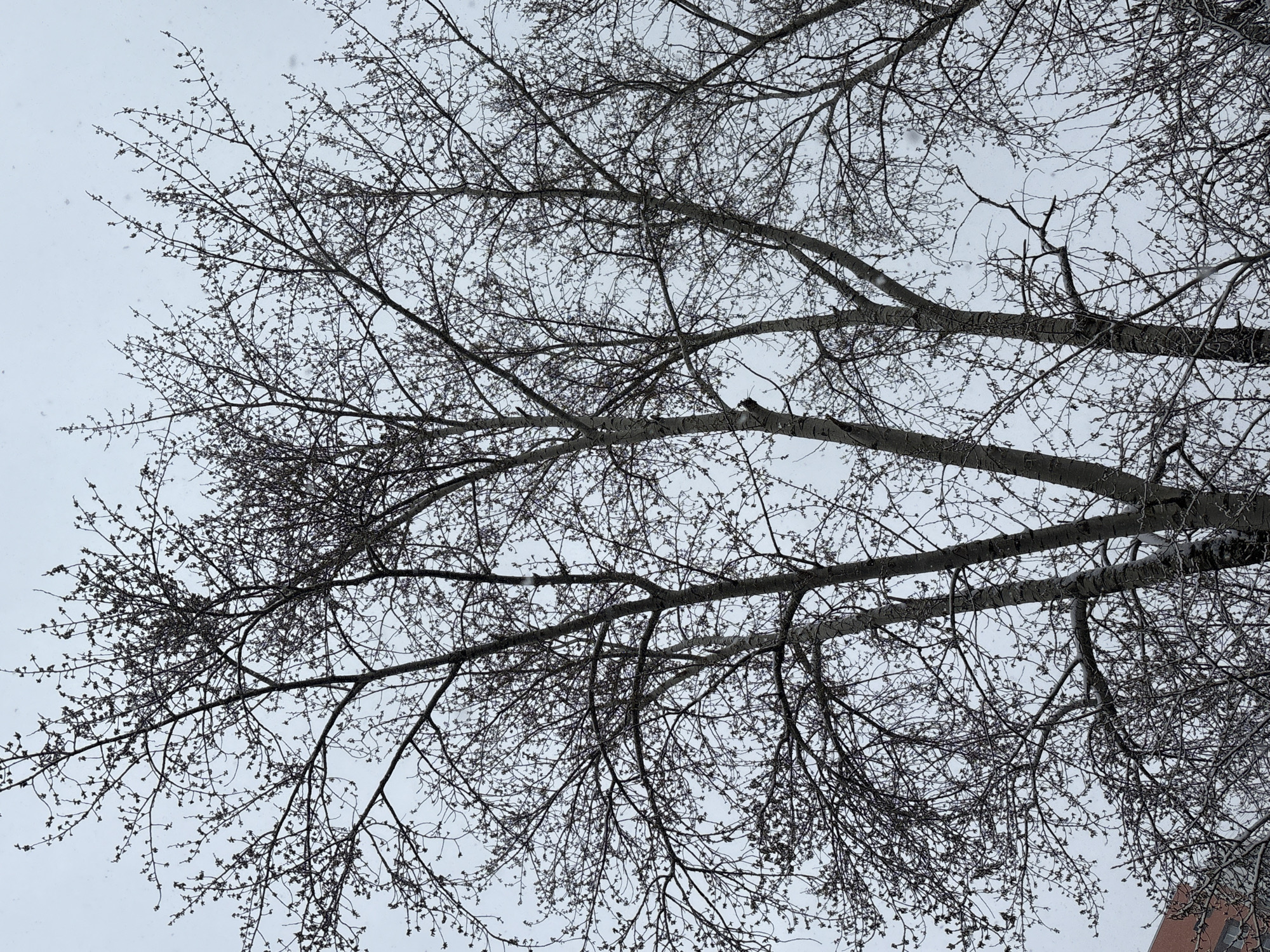 The image depicts a view looking upwards through the bare branches of a tree against a gray sky, likely during winter. The branches are intricate and detailed, suggesting a deciduous tree during its dormant season. Small buds are visible on the tips of some branches. There are no people, subjects, actions, or interactions visible. The environment appears cold, gray, and snowy. The scene is located in the city of Perm, Russia.