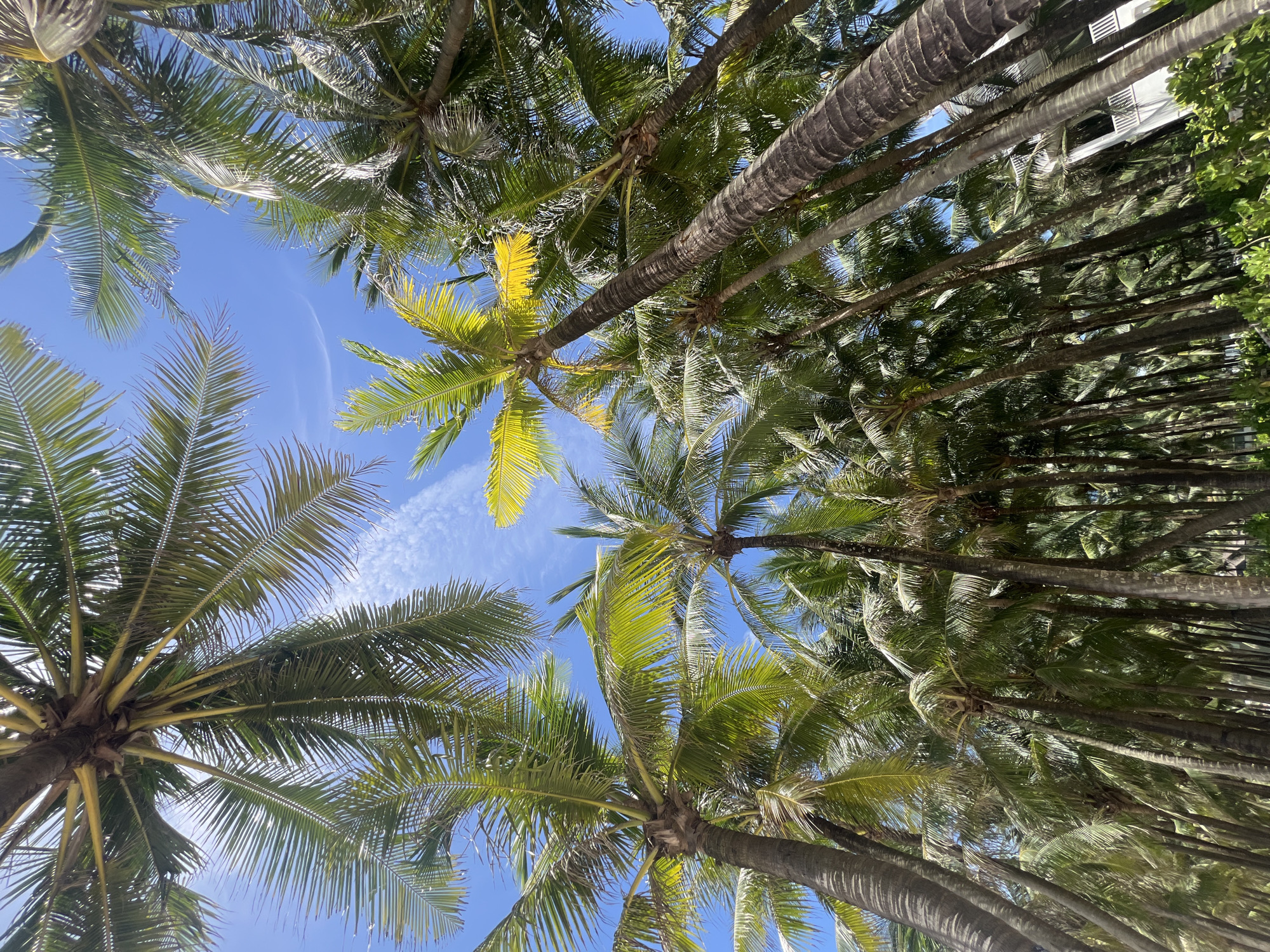 The image depicts a low-angle view of a dense grove of palm trees against a clear blue sky with wispy clouds. The palm fronds, predominantly green with some areas of yellowing, create a canopy overhead, with sunlight filtering through in places. The trunks of the palm trees vary in thickness and texture, some appearing smooth and grey, others rough and brown. In the background, a white building with balconies and railings is partially visible amongst the trees, suggesting a resort or residential area. The scene is likely a tropical or subtropical location, characteristic of coastal areas in Southeast Asia. While the image itself does not provide direct clues to identify the specific location within Đà Nẵng, Vietnam, such lush palm groves are common along the city's extensive coastline, particularly in tourist areas like Mỹ Khê beach or along coastal roads leading to resorts. There are no people or animals visible in the image. The environment is natural and serene, emphasizing the vibrant greenery of the palm trees and the expansive sky.