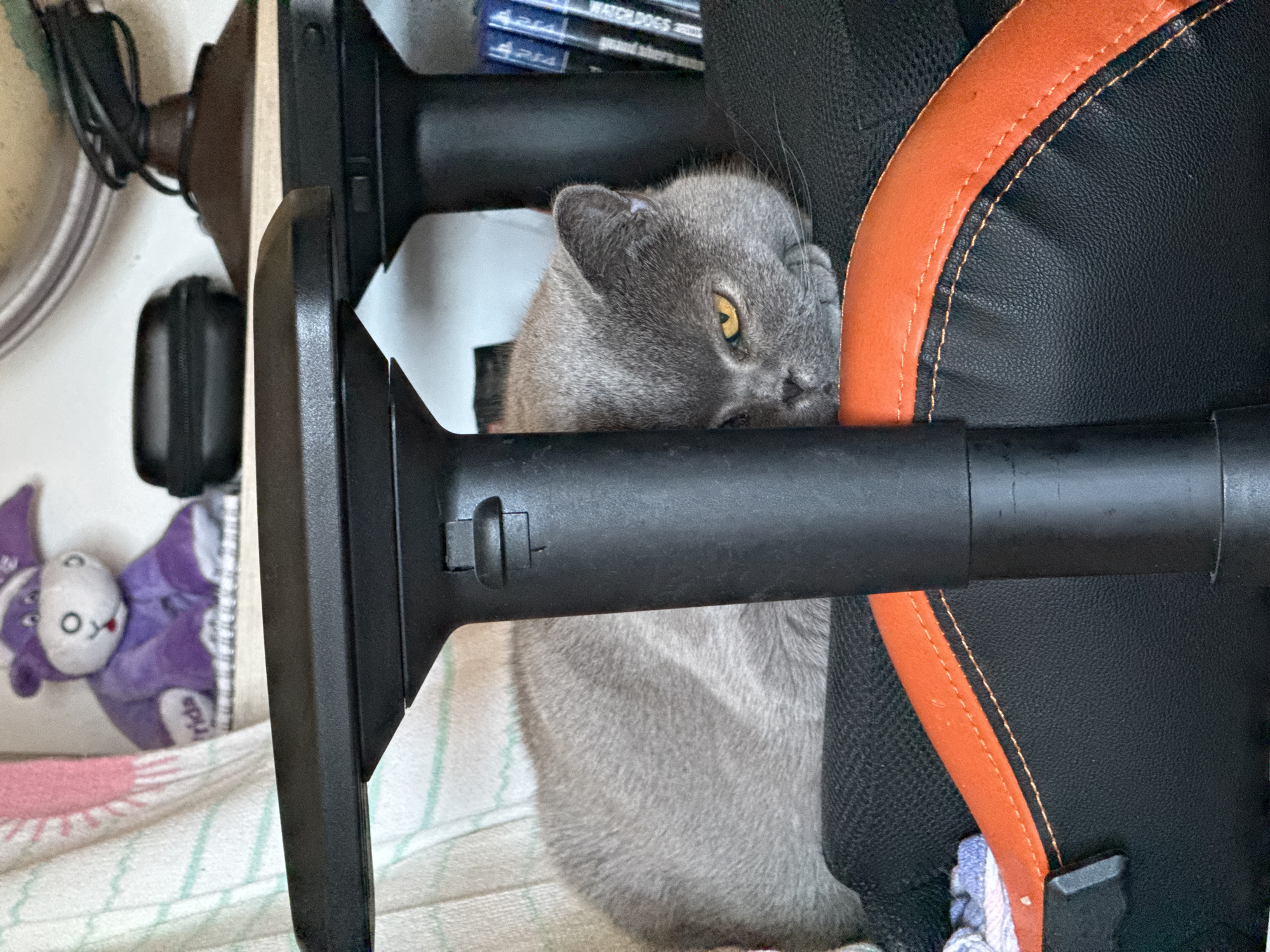 A close-up shot focuses on a gray cat with yellow eyes, nestled in the gap between the armrest and the back of a black and orange office chair. A purple stuffed animal lies on a white and green striped towel in the lower left corner of the frame. A white surface with household items, including a black case, is visible in the upper left. The top of the chair shows blue video game cases. The photograph gives no evidence of the city of Sofia, Bulgaria.