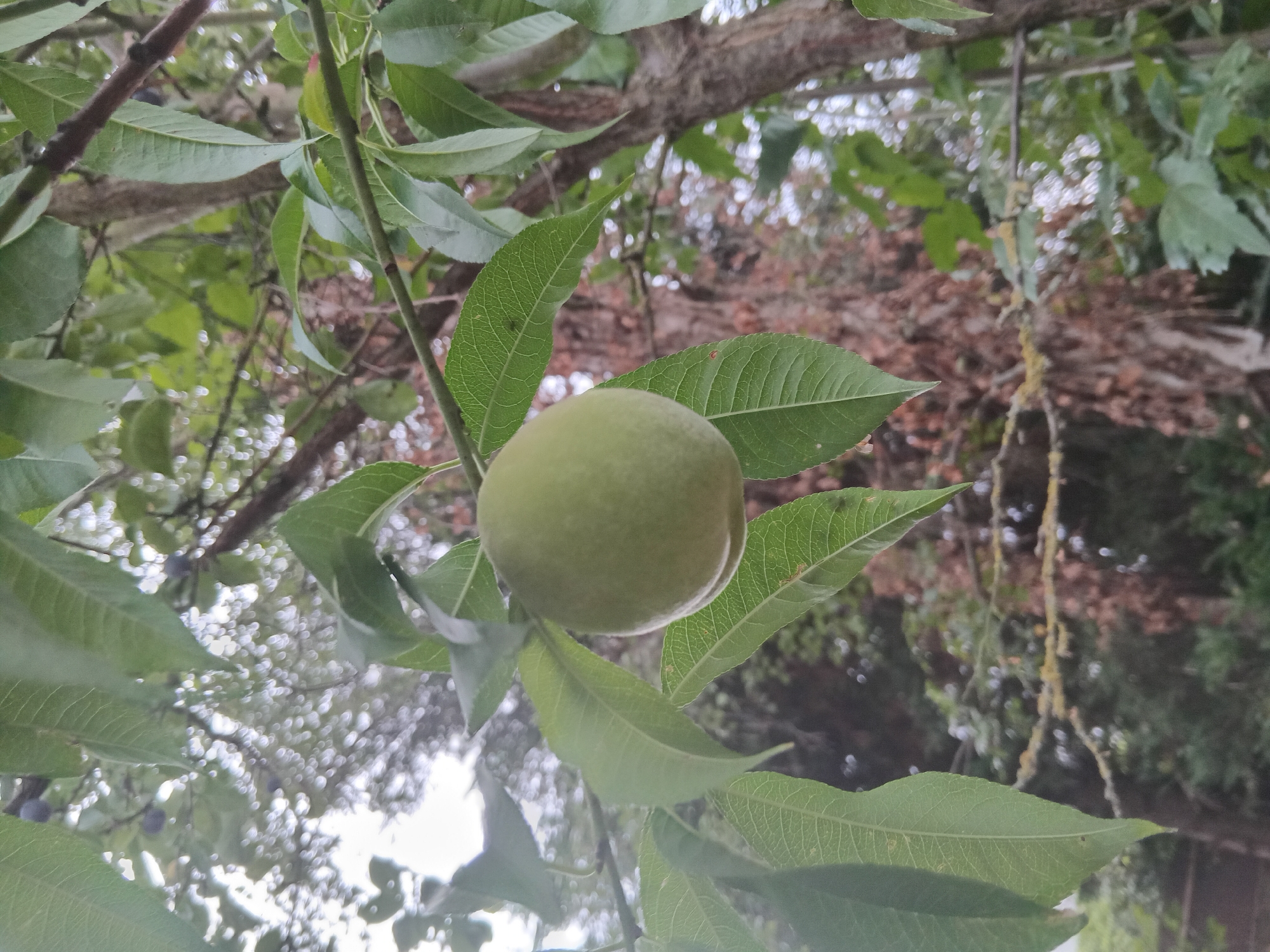 A single, unripe, light green fruit, possibly a peach or apricot, hangs from a tree branch amidst lush green leaves. The background is blurred, showing more foliage and the trunk of the tree. The overall impression is of a natural, outdoor setting, likely in a garden or orchard. There are no people or specific landmarks visible that would indicate a precise location within Weißenthurm, Germany. The image is a close-up shot, focusing on the fruit and surrounding leaves.