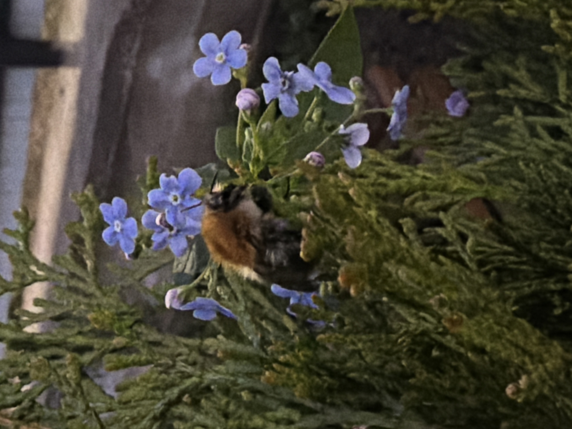 A close-up captures a bumblebee nestled among blue forget-me-not flowers and evergreen foliage. The bee's body is divided into black and brown sections, contrasting with the blue blossoms and the green backdrop. The image, likely taken outdoors, presents a focus on natural elements. While a specific location in Большая Шильна, Russia is requested, it cannot be confirmed from the visual evidence.