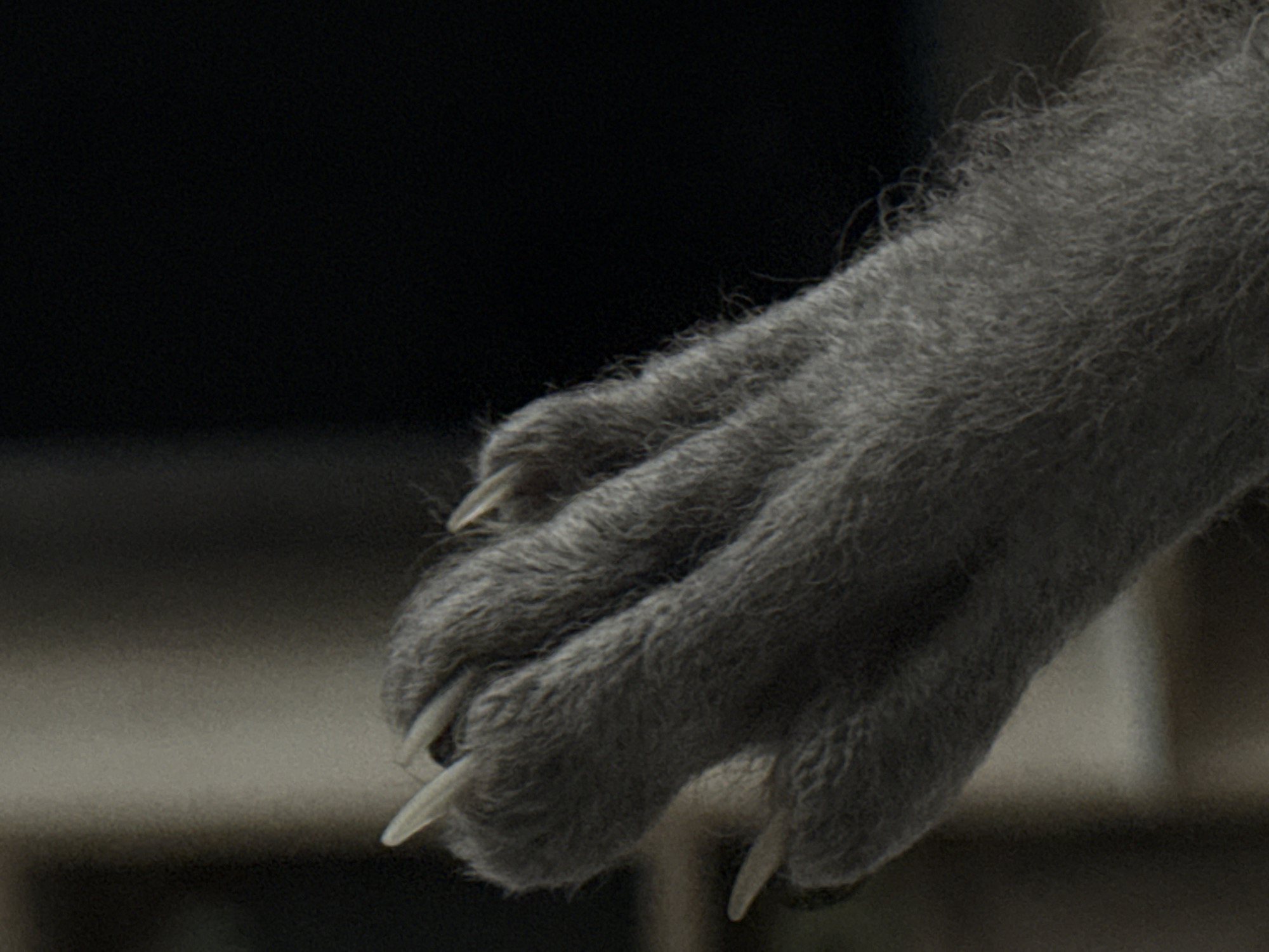 A close-up shot shows a grey, furry animal paw with sharp, extended claws. The background is blurred and shows dark and light shades. There are no other subjects present in the image. There is no information present that suggests the location is Votkinsk, Russia.