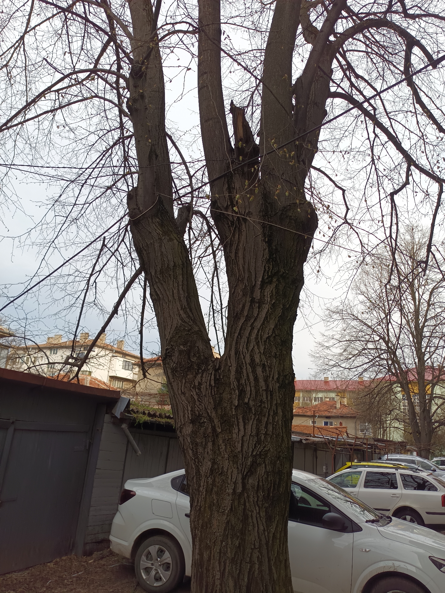 A tree with three trunks dominates the frame, its bare branches reaching into an overcast sky. Behind the tree, on the left, is a grey garage next to a white car. Cars are parked on the right and behind the tree. In the background, buildings with red tile roofs suggest an urban setting. The location is Targovishte, Bulgaria.