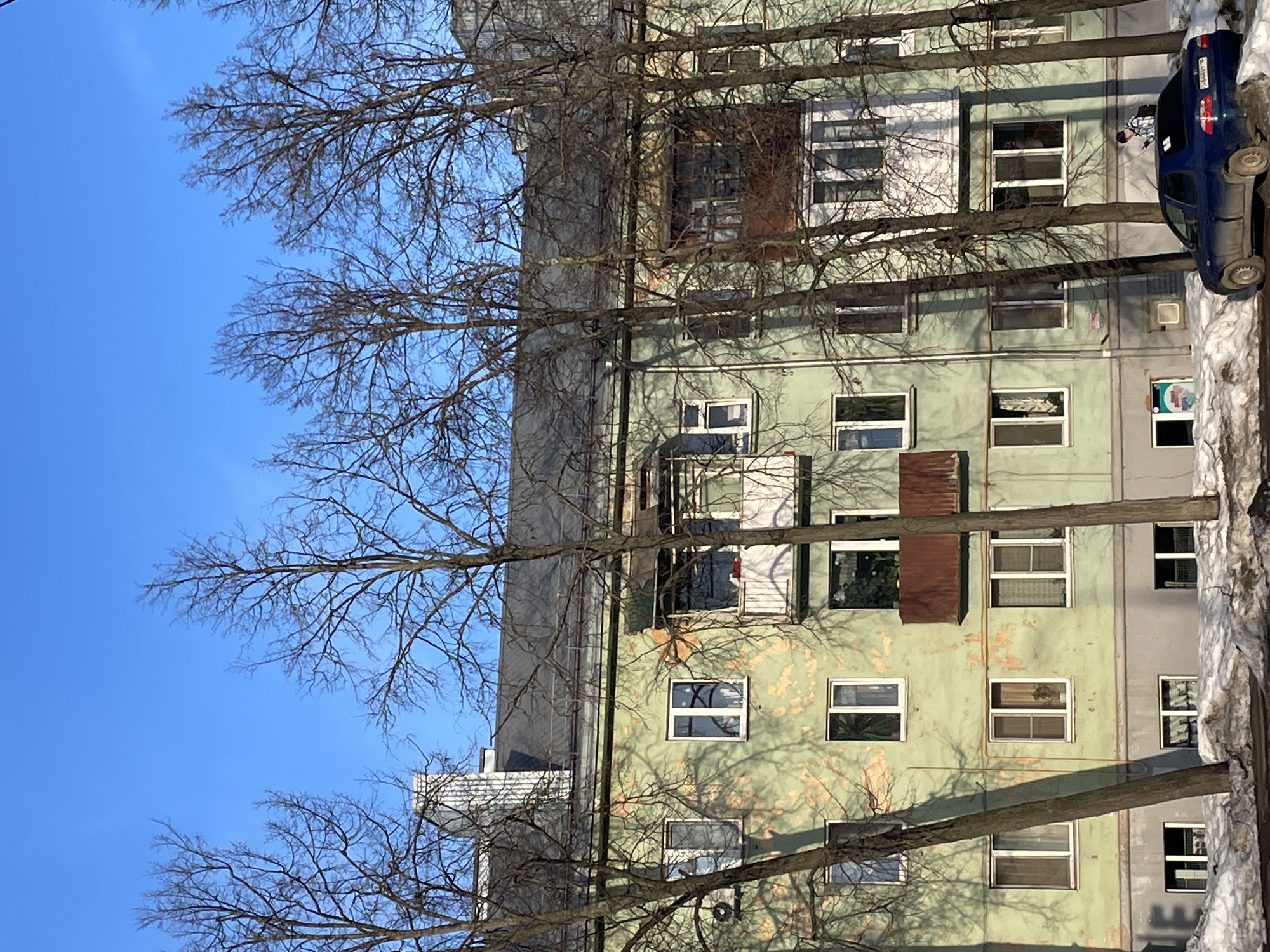 The image displays a four-story residential building located in Izhevsk, Russia, under bright, clear conditions. The building features a faded pale green facade with extensive peeling paint, revealing lighter, yellowish underlayers. It is equipped with multiple white-framed windows of varying sizes. Three balconies are visible: two with white railings (one on the second floor from the top, left; one on the third floor from the top, right), and one enclosed balcony with a rust-colored corrugated base on the second floor from the top, center-right. The building is topped with a dark grey pitched roof, and a white rectangular chimney structure is present on the left side of the roofline.
Numerous leafless deciduous trees with dark, slender branches stand in the foreground, partially obscuring the building and casting prominent shadows onto its facade. The sky above is uniformly clear and bright blue. The foreground shows patches of dirty snow and asphalt. A dark blue four-door sedan is parked on the snow-lined ground on the right side of the frame; its body appears dirty, and a white sticker is affixed to its rear window. One individual is standing behind and to the left of the parked car, partially obscured by a tree trunk. This person is dressed in a dark jacket with white detailing and appears to be looking down at a small object held in their hands.