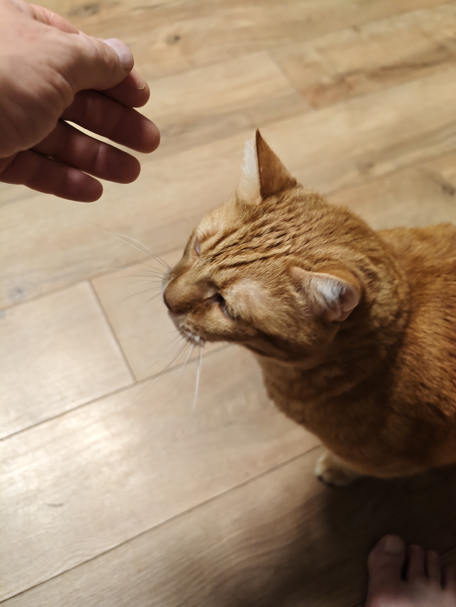 In Petah Tikva, Israel, an orange tabby cat is on a wooden floor, its head tilted as a human hand approaches it from the upper left. The cat has closed eyes, and its whiskers are spread wide. The floorboards are light brown and run horizontally across the frame. The lighting suggests an indoor setting with overhead illumination. A human foot is visible in the lower right corner of the image.