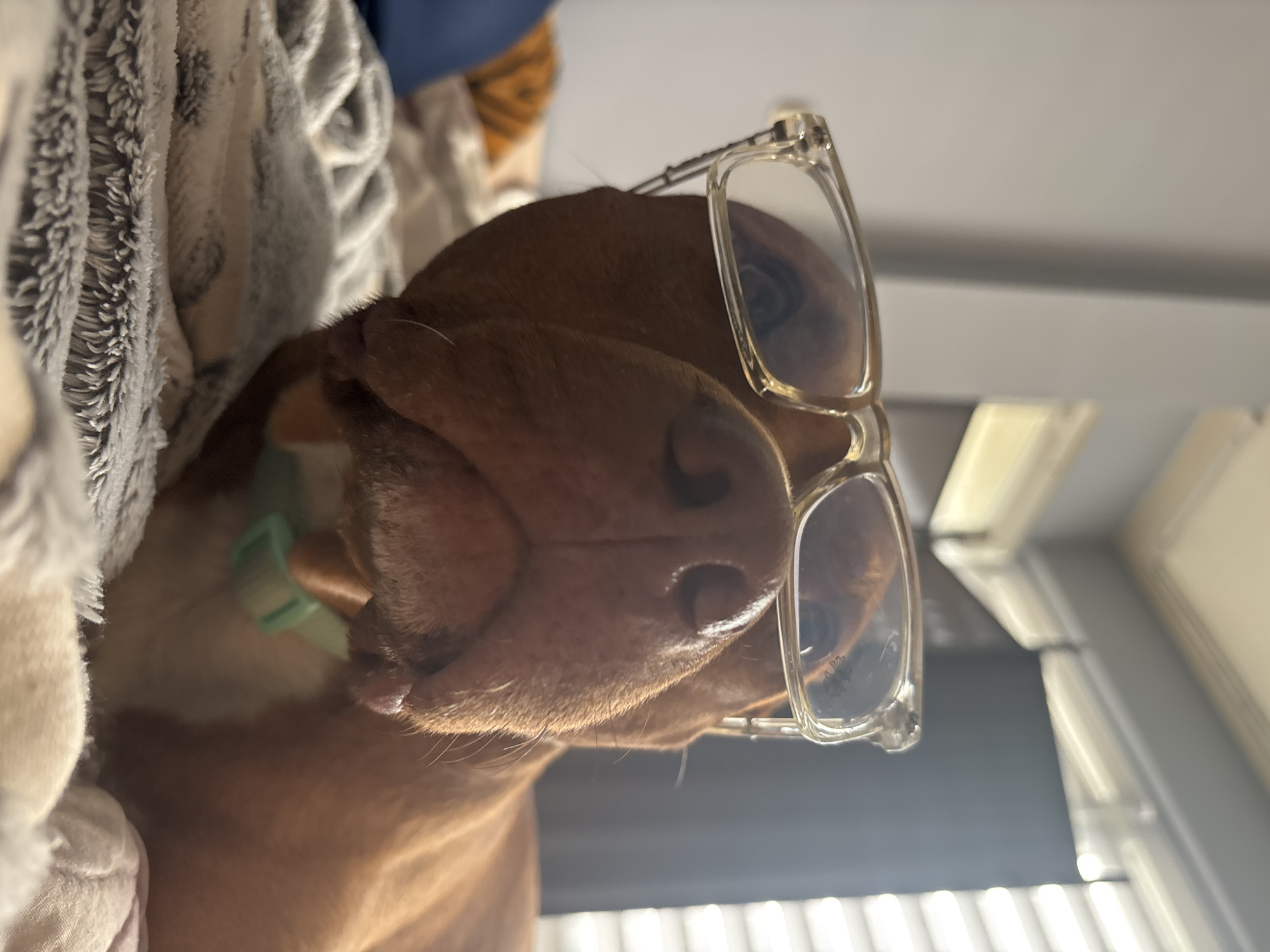 The image shows a close-up, upside-down view of a brown dog wearing clear-framed eyeglasses. The dog is lying down, partially obscured by a gray and white blanket. A light green collar is visible around its neck. In the background, there is a window with blinds. There is no indication of the location in the city of Sofia, Bulgaria.