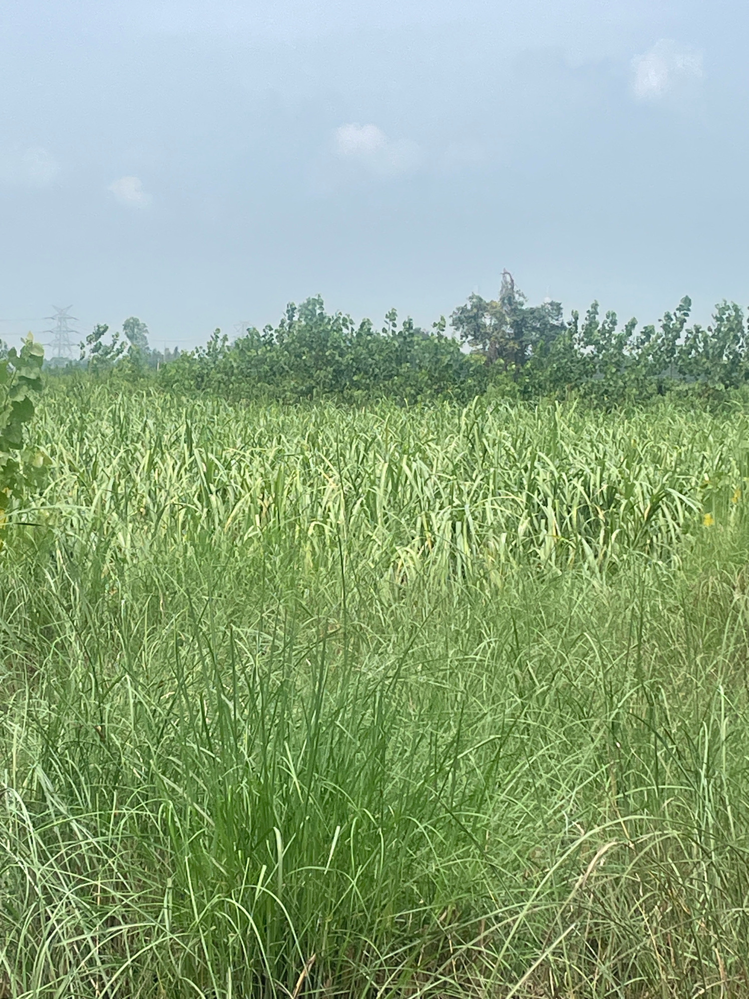 The image depicts a rural scene in Rudrapur Elaquakaholiya, India. In the foreground, tall, green grass grows densely, obscuring the ground. Behind the grass, a field of crops, possibly sugarcane, stands tall with broad, green leaves. Further in the background, a line of dense green trees forms a natural border, with some taller trees interspersed. The sky above is overcast with a pale blue hue and a few white clouds. In the far distance, a large transmission tower is visible, indicating the proximity of infrastructure. The overall impression is one of a natural, agricultural landscape under a cloudy sky.