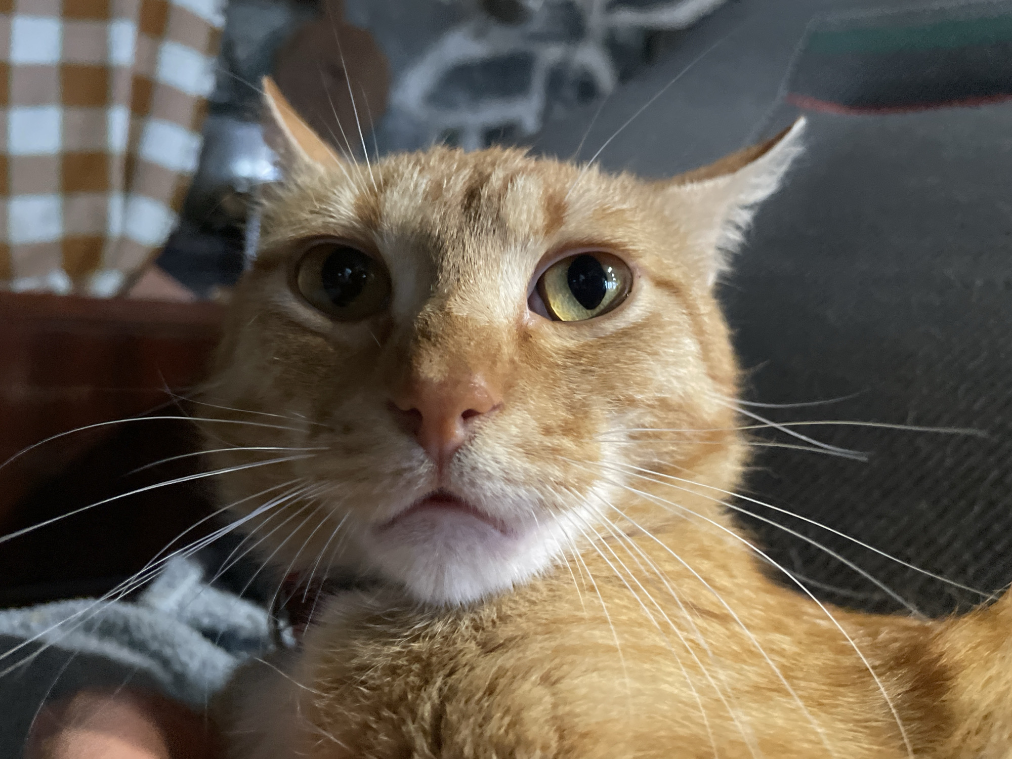 An extreme close-up, head-on photograph captures the face of an orange tabby cat. The cat's fur is a vibrant orange with faint darker tabby markings visible on its forehead and around its eyes. Its eyes are large and expressive, with the left eye appearing mostly dark, while the right eye shows a striking yellow-green iris with a dark pupil. The cat's ears are pointed upwards and slightly back, suggesting a state of alertness. Long, white whiskers fan out from its muzzle, some crossing over the bridge of its nose. The cat's nose is a soft pink, and its mouth is slightly open, revealing a hint of its tongue and small teeth. The background is softly blurred, with hints of a checkered pattern in muted tones on the left, and darker, indistinct shapes on the right, possibly indicating furniture or fabric. There is no visible connection to Zlatograd, Bulgaria.